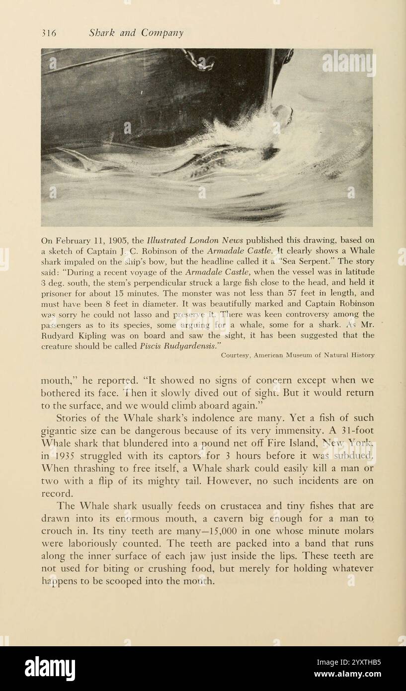 Shadows in the Sea Philadelphia Chilton Books 1963 squalo balena Woods Hole Chondrichthyes Rhincodon typus, la pagina contiene un'illustrazione dell'edizione dell'11 febbraio 1905 del The Illustrated London News, che mostra una scena a bordo della nave da battaglia ''H.M.S. Aboukir'''. Raffigura il capitano J.C. D'Arcy dell'Aboukir, che osserva una balena che si è allontanata vicino alla nave, causando un mix di intrighi e preoccupazioni tra l'equipaggio. Descrizioni dettagliate accompagnano l'illustrazione, osservando le dimensioni della balena a circa 37 piedi e sottolineando il fascino dell'equipaggio quando rompe la superficie Foto Stock