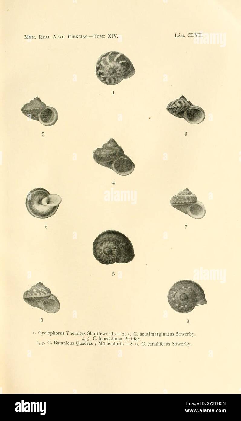 Memorias de la Real Academia de Ciencias Exactas, Fisicas y Naturales de Madrid, Madrid, impr. Aguado, 1850-, periodici, scienza, società, Museum of comparative Zoology, l'illustrazione presenta una collezione di vari tipi di shell, esposti in una disposizione sistematica. Ogni guscio è etichettato con una lettera o un numero corrispondente, fornendo una chiara identificazione. Le conchiglie mostrano forme, texture e motivi diversi, mostrando la bellezza della vita marina. Tra questi, forme distinte come spirali, forme coniche e strutture arrotondate possono essere osservate, evidenziando la varietà trovata con spirito Foto Stock