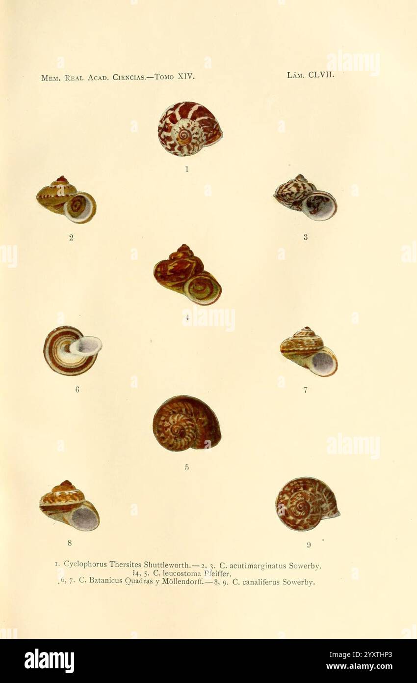 Memorias de la Real Academia de Ciencias Exactas, Físicas y Naturales de Madrid, Madrid, impr. Aguado, 1850-, periodici, scienza, società, Museum of comparative Zoology, Una collezione di illustrazioni dettagliate che mostrano varie specie di conchiglie marine. Ogni guscio è numerato come riferimento, con etichette che riportano i nomi scientifici e le classificazioni delle specie raffigurate. Le conchiglie presentano una varietà di forme, dimensioni e schemi intricati, che riflettono la diversità della vita marina. Questa rappresentazione visiva funge da risorsa educativa, mettendo in evidenza la bellezza di un Foto Stock