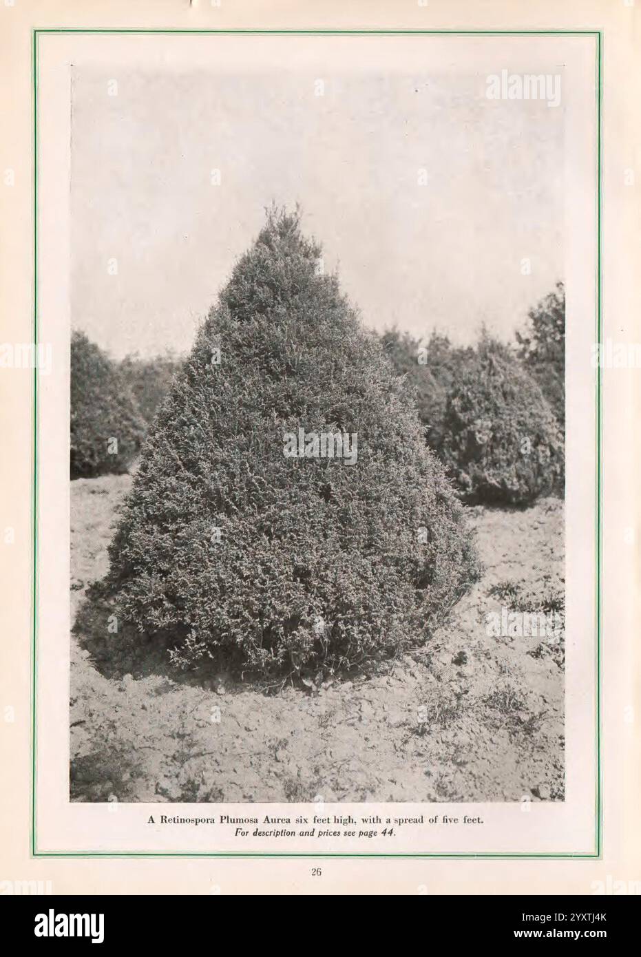 Ornamentale, alberi, alberi, stato di New York, cataloghi, alberi ornamentali, Pinopsida, Amawalk, stock vivaistico, conifere ornamentali, vivai di orticoltura, Amawalk Nursery, Retinospora plumosa aurea, Un paesaggio vivace che mostra una collezione di alberi di conifere meticolosamente sagomati, ognuno somiglia a un cono perfettamente potato. Il punto focale è una Retinospora Plumosus Aurea ben visibile, alta sei piedi con una distesa di cinque piedi, circondata da una vegetazione dallo stile simile. La scena enfatizza l'arte del topiario, evidenziando la bellezza strutturata e il lussureggiante fogliame di questi ornamentali Foto Stock