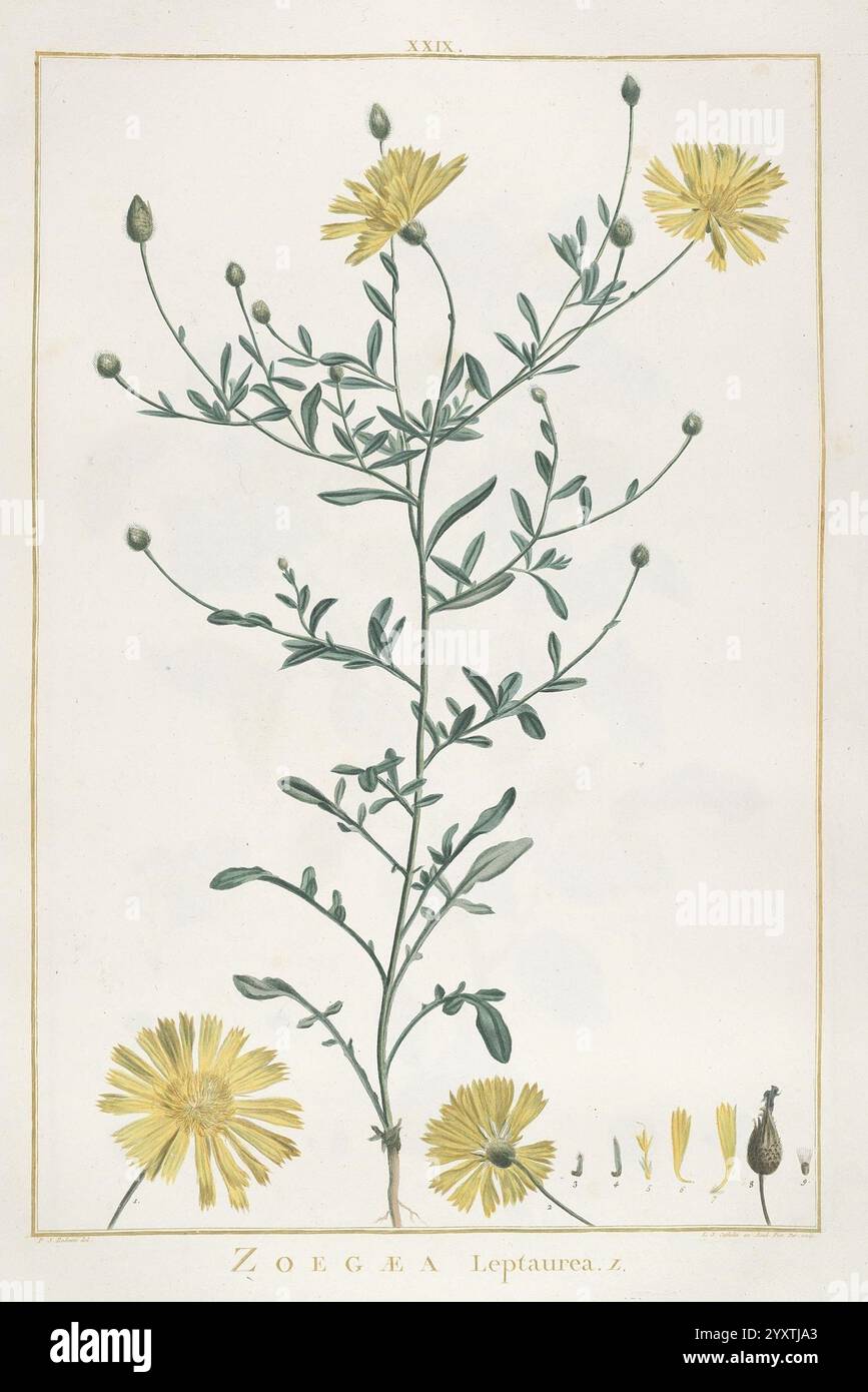 Stirpes novae, Parisiis, ex typographia Philippi-Dionysii Pierres, 1784-85, piante, uno studio botanico illustrato che presenta la pianta Zoega Leptathera. La pianta è raffigurata in posizione verticale, con i suoi gambi verdi delicati e i numerosi fiori gialli che fioriscono in cima. L'illustrazione include un'etichettatura dettagliata di varie parti della pianta e una serie di piccole illustrazioni in basso, che mostrano diverse fasi di crescita e strutture riproduttive, come gemme e semi. La composizione generale enfatizza la bellezza intricata dell'anatomia della pianta e del suo natur Foto Stock