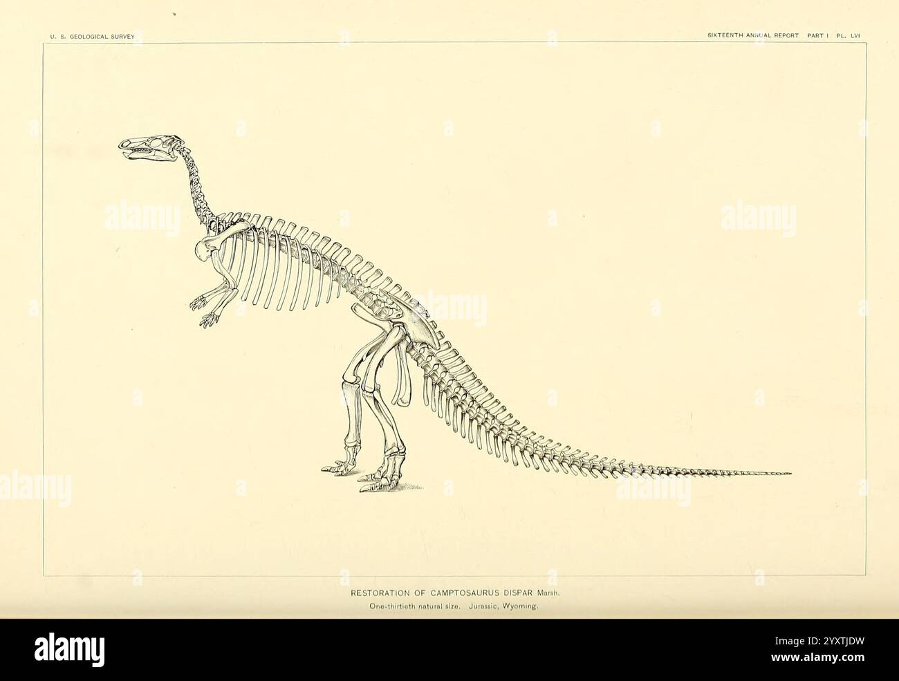 I dinosauri del Nord America, Washington, Govt. Stampa, 1896. Dinosauri, Camptosaurus dispar, l'illustrazione mostra un dettagliato diagramma scheletrico di un uccello in una posa dinamica, enfatizzando il suo collo allungato e il suo corpo affusolato. La colonna vertebrale è ben visibile, evidenziando la curvatura e la flessibilità che contribuiscono alla capacità dell'uccello di volare. Gli arti sono raffigurati in una posizione che suggerisce il movimento, con una gamba estesa in modo tipico dell'atterraggio o del decollo. È visibile anche l'intricata struttura delle ali, che illustra le varie ossa che aiutano in volo. Si Foto Stock