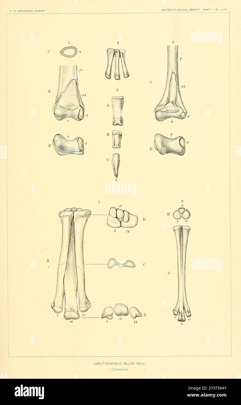 I dinosauri del Nord America, Washington, Govt. Stampa, 1896. Dinosauri, Ornithomimus velox, l'illustrazione presenta uno studio anatomico dettagliato di varie ossa ed elementi scheletrici, etichettati da A a M. include rappresentazioni delle ossa degli arti superiori, come l'omero e il raggio, accanto a distinti punti di riferimento anatomici e strutture articolari. Ogni sezione contrassegnata evidenzia caratteristiche specifiche, comprese le superfici articolate e la morfologia ossea. Questo diagramma educativo serve come riferimento per comprendere la complessità delle strutture ossee e le loro relazioni nello scheletrico S Foto Stock