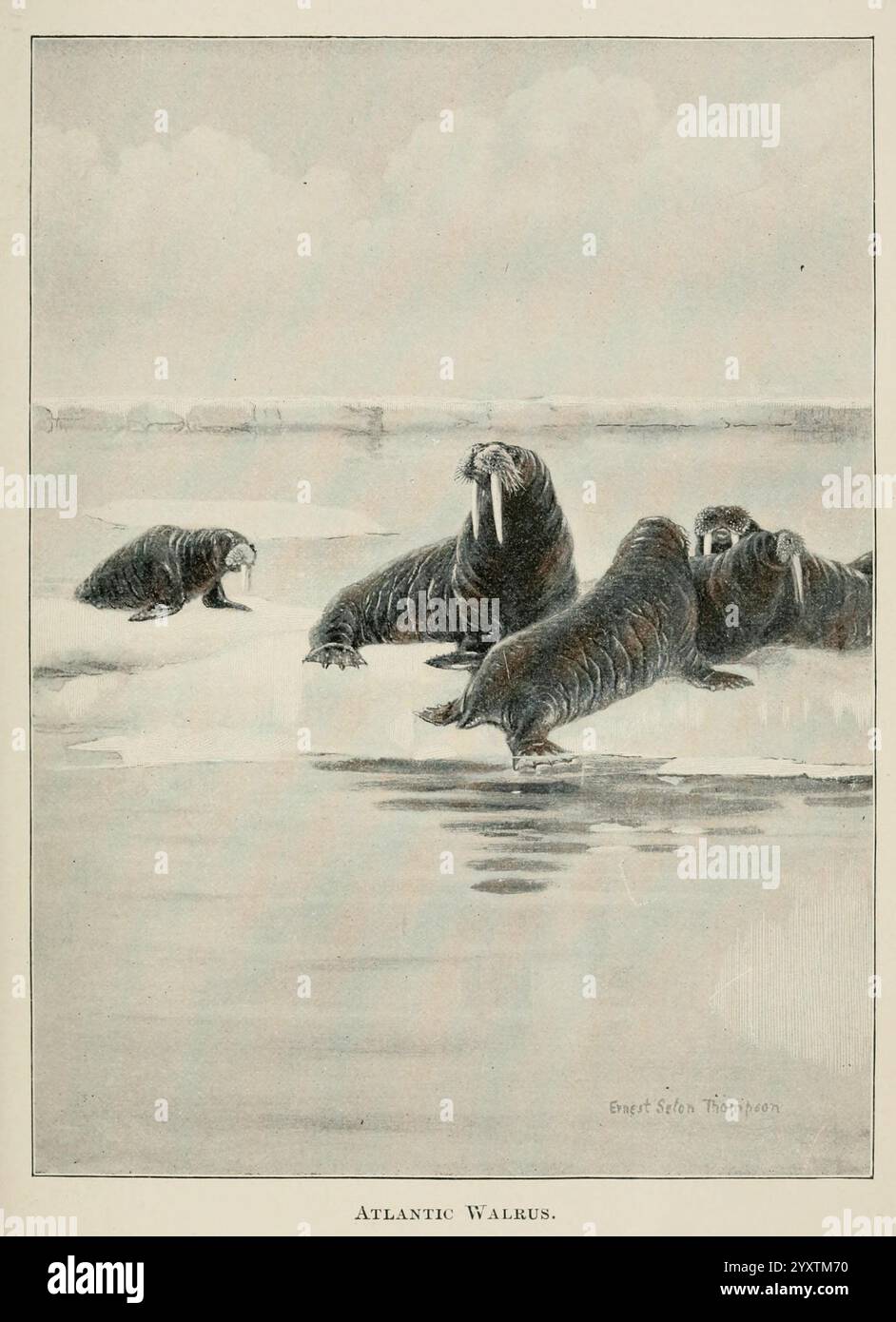 Quattro piedi, americani, e, loro, parenti, New York, Macmillan, 1898, t.p, 1901, Stati Uniti, mammiferi, tricheco, Un gruppo di trichechi dell'Atlantico è raffigurato che si rilassa su una superficie ghiacciata sul bordo dell'acqua. Le loro facce grandi e appuntite e i corpi spessi sono evidenziati, mostrando le loro caratteristiche distinte. Alcuni trichechi stanno riposando pacificamente, mentre uno sembra essere più vigile, guardando verso lo spettatore. Il paesaggio ghiacciato circostante aggiunge uno sfondo sereno ma aspro, enfatizzando l'habitat naturale di questi mammiferi marini. La scena cattura il loro comportamento sociale e l'ambiente tranquillo tipico Foto Stock