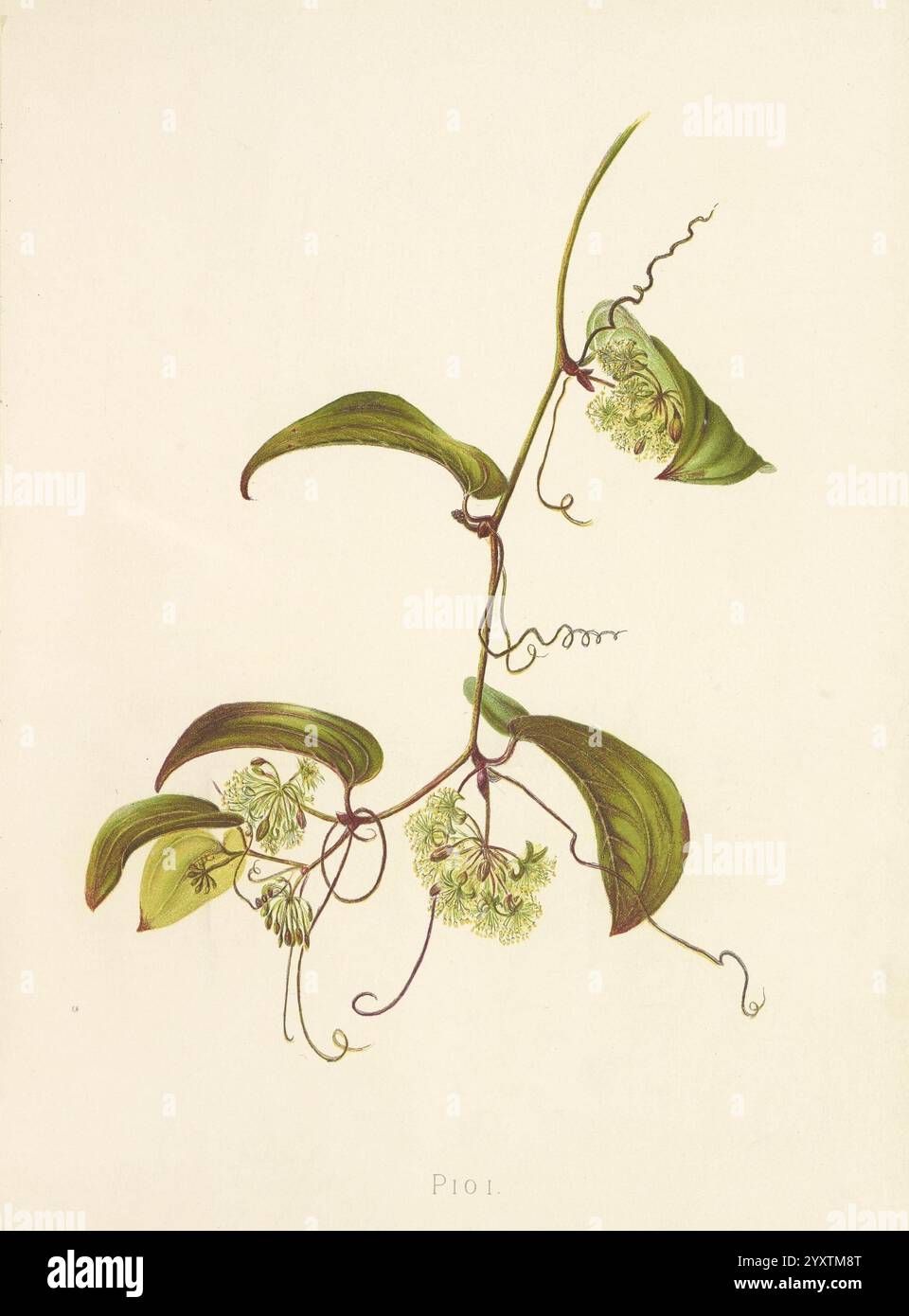 Indigeni, fiori, di, hawaiani, isole, Londra, Sampson, Low, Marston, Searle, e, Rivington, 1885, botanica, fioritura, alberi, fiori, Hawaii, illustrazione, opere, impianti, Isabella, McHutcheson, Sinclair, pioi, signora, Francis, Sinclair, Jr, Isabella, Sinclair, signora, Francis, Sinclair, Jr, Isabella, Sinclair, Mrs, Francis, Sinclair, Jr, Isabella, Sinclair, Isabella, McHutcheson, Sinclair, donne, in, scienza, una delicata illustrazione botanica presenta una vite sottile con tendini ricci graziosamente. La vite presenta foglie lussureggianti e allungate, caratterizzate da una vivace tonalità verde e da un bel textur Foto Stock