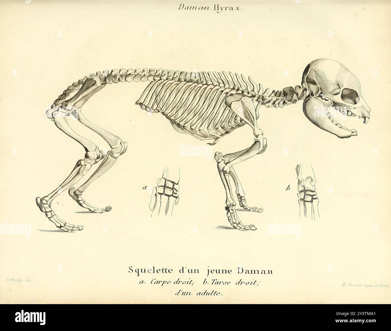 Recherches sur les ossemens fossiles de quadrupèdes, Parigi, Deterville, 1812, Francia, geologia, fossili di mammiferi, Paleontologia, regione di Parigi, fossili di vertebrati, mammifero, l'illustrazione raffigura uno studio anatomico dettagliato di una struttura scheletrica, evidenziando i vari componenti di un vertebrato. L'attenzione è rivolta al sistema scheletrico, che mostra la postura e la disposizione complessiva delle ossa. Le annotazioni forniscono informazioni su articolazioni e caratteristiche specifiche, con particolare attenzione agli arti e alla gabbia toracica. La rappresentazione scheletrica è presentata in profilo, offrendo una visione chiara della vertebra Foto Stock