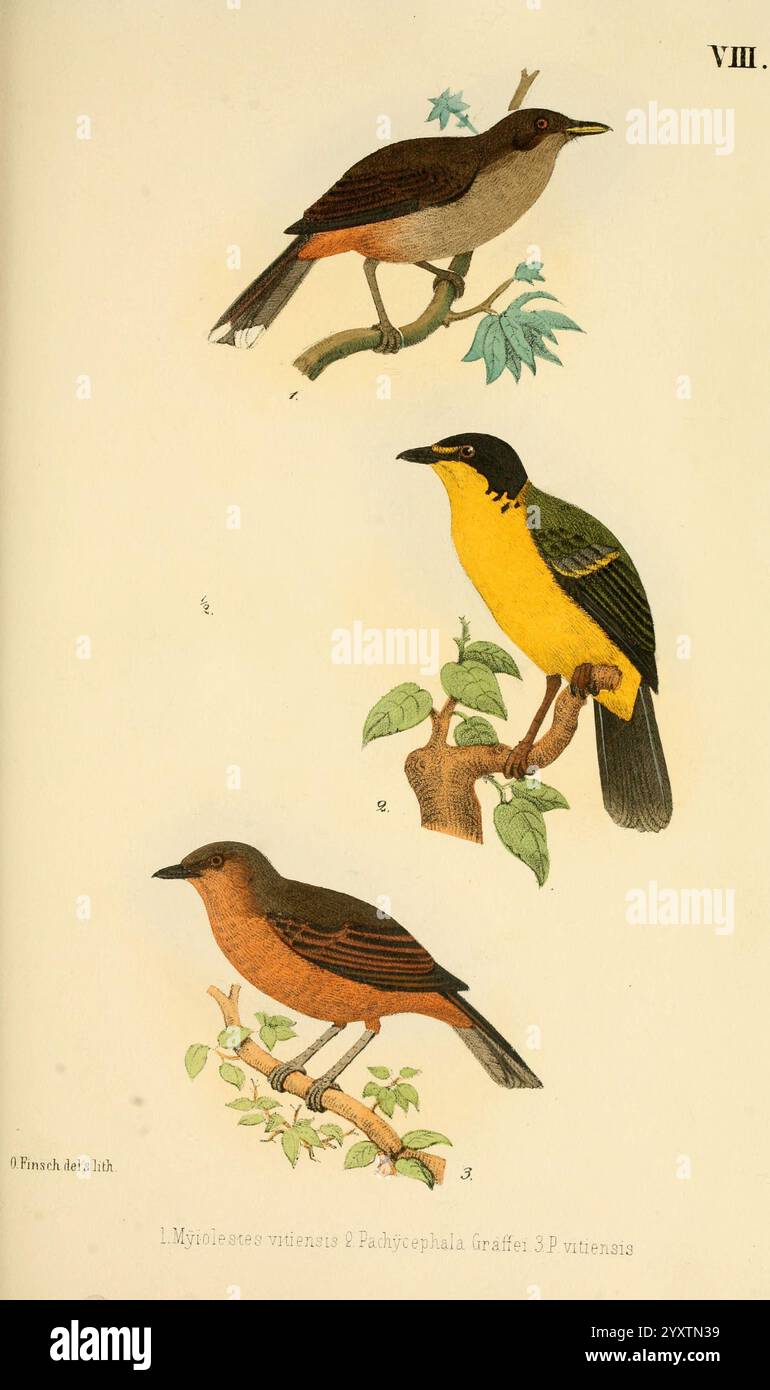 Beitrag zur fauna Centralpolynesiens. Ornithologie der viti-, Samoa- und Tonga-Inseln Halle, H. W. Schmidt, 1867. Uccelli, Polinesia, Clytorhynchus vitiensis, Pachycephala graeffii, Pachycephala vitiensis, questa illustrazione mostra una vivace rappresentazione di tre specie di uccelli distinte appollaiate sui rami. L'uccello più alto mostra un ricco piumaggio marrone con una sottopancia più leggera, mentre l'uccello medio si distingue per il suo petto giallo e il cappello nero, che si fonde armoniosamente con il suo ambiente verde. L'uccello inferiore presenta una colorazione più silenziosa, ma mantiene una postura elegante. Ogni due Foto Stock