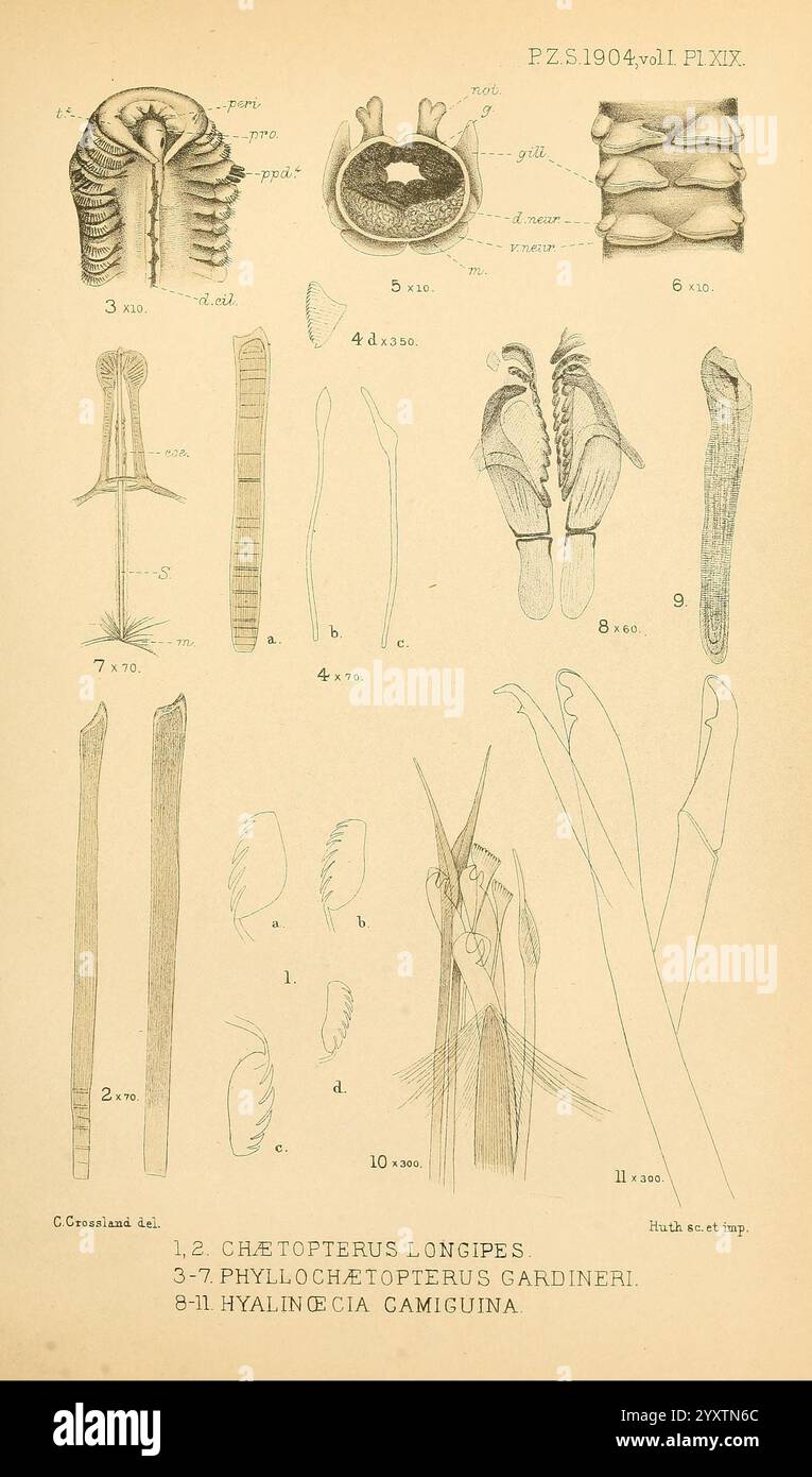 Proceedings of the Zoological Society of London, London, Academic Press, 1833-1965. Dierkunde, periodici, zoologia, Una serie di dettagliate illustrazioni anatomiche che mostrano vari organismi marini. Le prime due sezioni raffigurano le caratteristiche scheletriche di *Chaetopterus longipes*, evidenziando la struttura del corpo e le appendici. A seguire, una serie di illustrazioni rappresenta *Phyllochaetopterus gardineri*, enfatizzando i suoi tratti morfologici unici. Il segmento finale presenta *Hyaincincia camiguina*, concentrandosi sulle sue caratteristiche strutture degli arti. Ogni illustrazione è etichettata con specifi Foto Stock