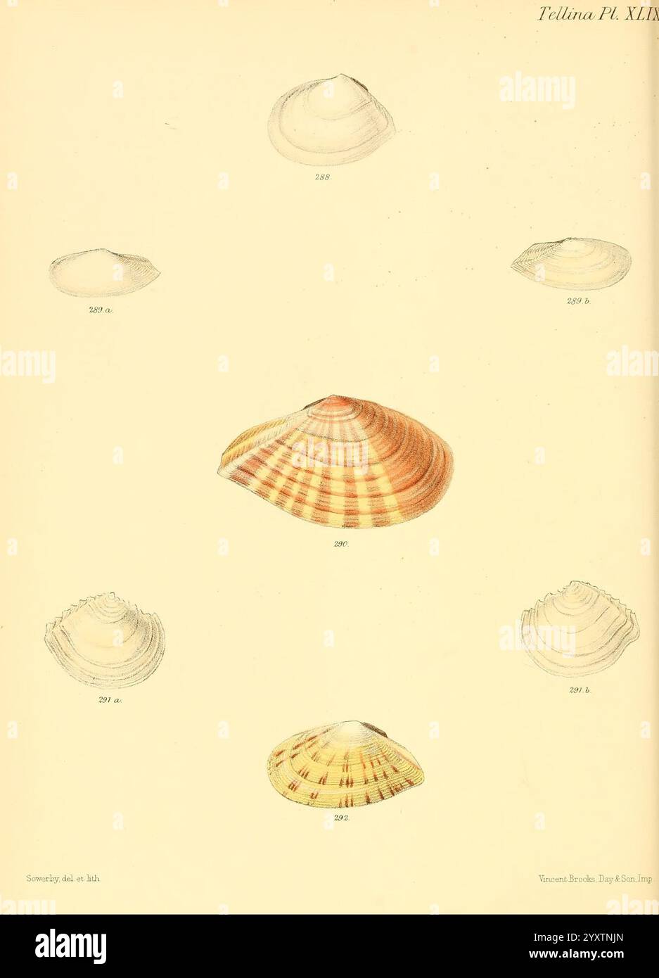 Conchologia iconica, Or Illustrations of the Shells of Molluscous Animals, London, Reeve, Brothers, 1843-1878, molluschi, opere pittoriche, conchiglie, Una raccolta di illustrazioni dettagliate raffiguranti vari tipi di conchiglie. La disposizione presenta diversi esemplari distinti, ognuno con forme e motivi unici, tra cui la graziosa curva di una capesante e le forme lisce e arrotondate di diversi bivalvi. I numeri etichettano ogni guscio, indicandone la classificazione, mentre le linee e le texture delicate evidenziano la bellezza naturale e la diversità della vita marina. Le illustrazioni em Foto Stock