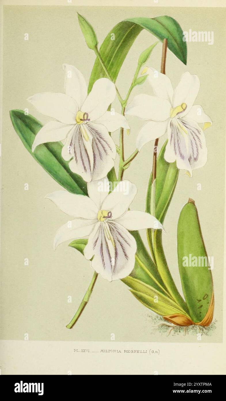 Les Orchidées, Parigi, J. Rothschild, 1880, Europa, orchidee, Miltonia regnellii, cultura delle orchidee, la scena presenta un delicato gruppo di orchidee bianche, che mostrano i loro intricati petali e sottili segni viola sul labello. I fiori sono disposti elegantemente, circondati da lussureggianti foglie verdi che contrastano splendidamente con la loro purezza. La composizione mette in risalto le graziose curve dei fiori e le foglie testurizzate, invitando l'ammirazione delle complessità naturali di questa splendida specie di piante. Ogni fiore sembra arrivare verso l'esterno, trasudando un senso di vitalità ed eleganza. Foto Stock