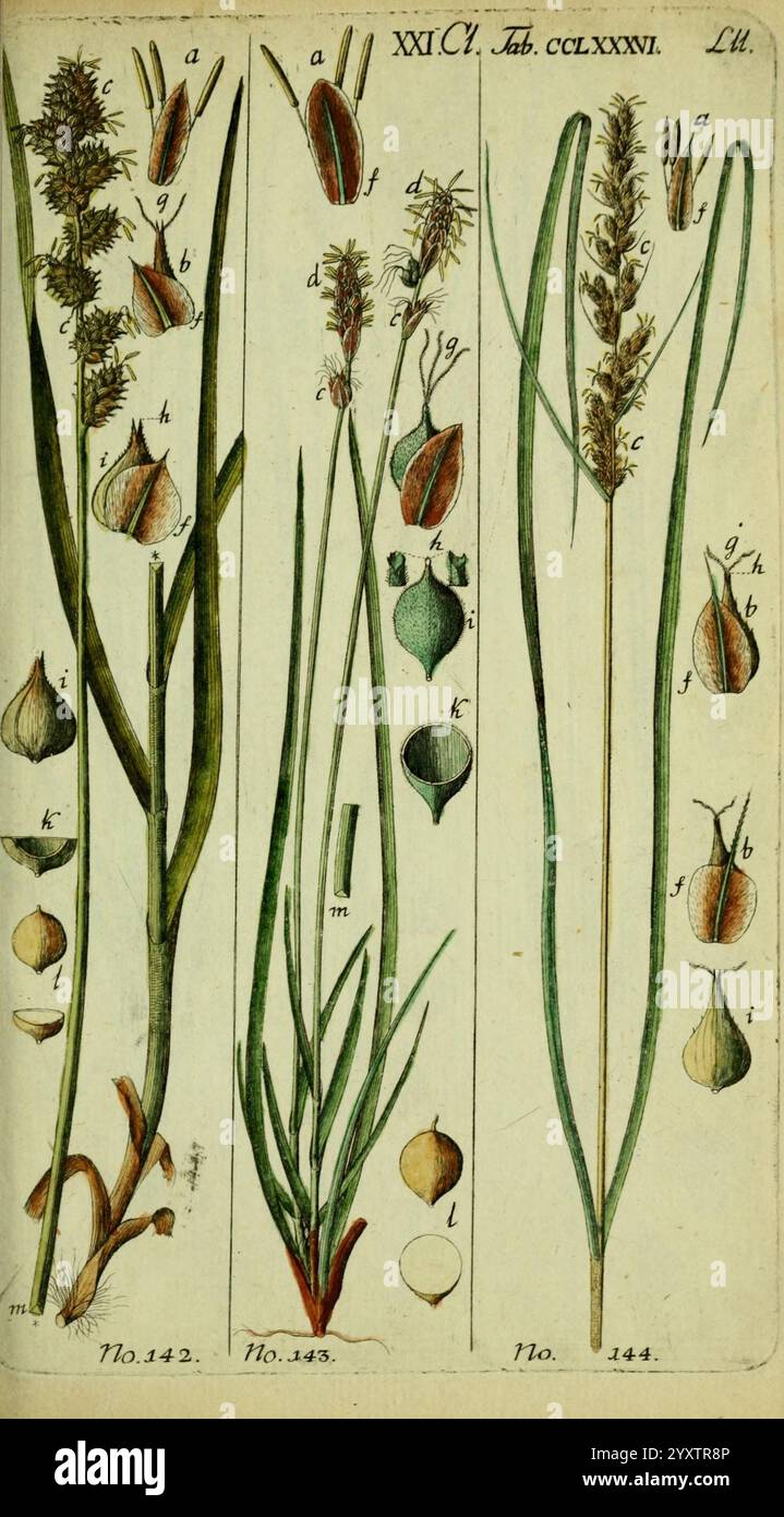 Beschreibung, und, Abbildung, der, theils, bekannten, theils, noch, nicht, beschriebenen, Arten, von, Riedgräsern, Wittenberg, 1801-1806, Carex, Cyperaceae, l'illustrazione mostra uno studio botanico con varie piante simili all'erba, meticolosamente etichettate con lettere per l'identificazione. Le piante sono rappresentate in varie fasi, evidenziandone le caratteristiche peculiari come teste di semi, foglie e parti in fiore. Ogni campione è numerato, con annotazioni chiare che indicano caratteristiche di interesse quali forma, struttura ed elementi riproduttivi. La composizione mostra il subacqueo Foto Stock