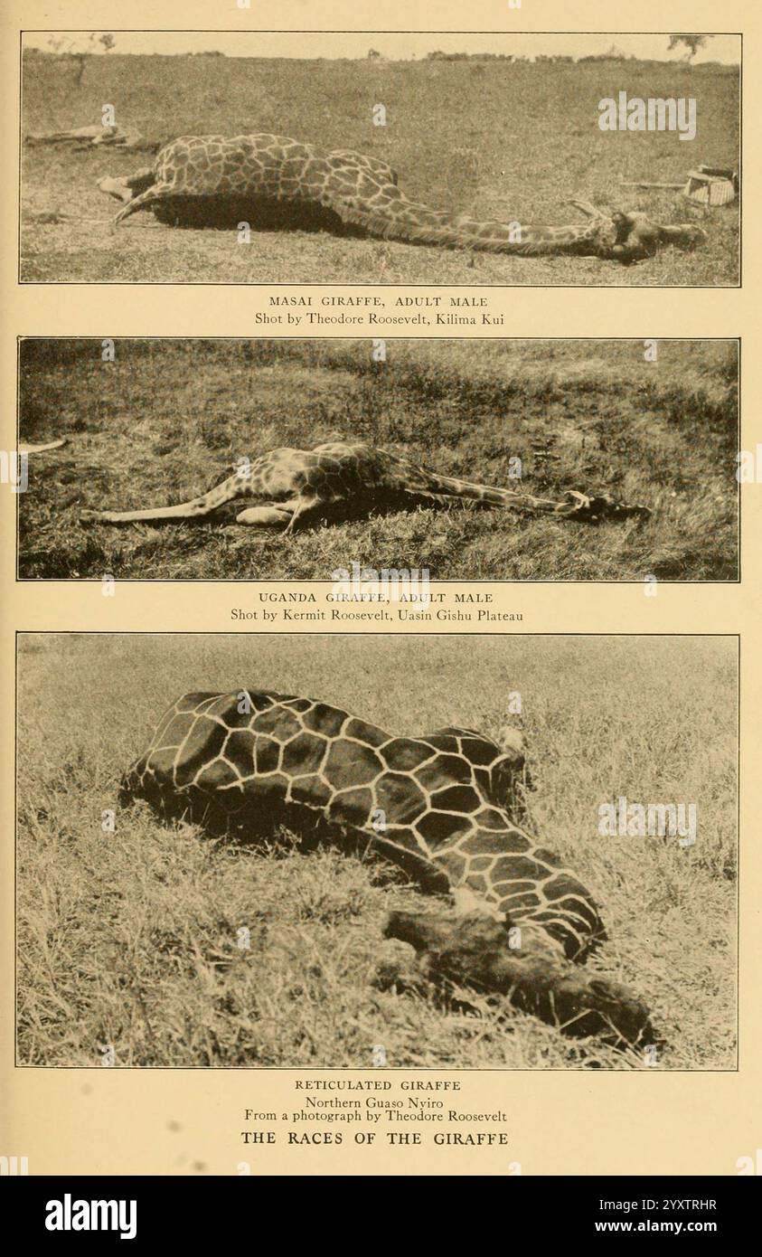 Life-Histories of African game Animals New York, C. Scribner's Sons, 1914, Africa, Est, giraffa, mammiferi, giraffa Rothschild, giraffa reticolata, giraffa Masai, Giraffidae, Giraffa camelopardalis reticulata, Giraffa camelopardalis rothschildi, Giraffa camelopardalis tippelskirchi, la composizione presenta una serie di tre pannelli che mostrano diverse specie di giraffe. Ogni pannello presenta un primo piano di una giraffa adulta nel suo ambiente naturale, disteso a terra. Il primo pannello mostra una giraffa Masai, identificata dal suo caratteristico motivo a strati, fotografata in una landsca erbosa Foto Stock