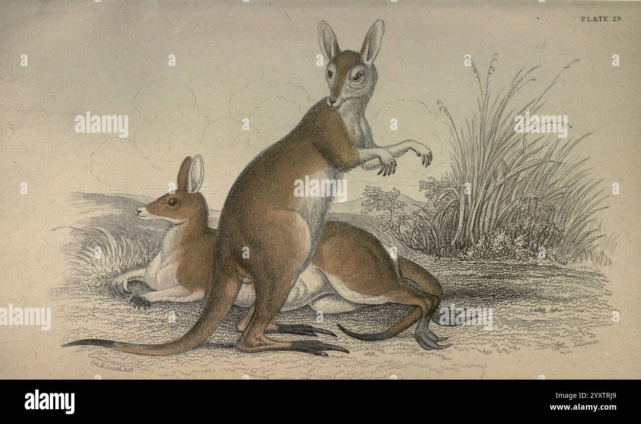 La biblioteca del naturalista, Edimburgo, W. H. Lizars, 1833-, canguro, mammiferi, Mammalia, due canguri sono raffigurati in un ambiente naturale, che mostra le loro caratteristiche distintive. Quello in primo piano è in posizione verticale, rivelando una postura di allerta con le orecchie appoggiate, mentre l'altro è comodamente appoggiato a terra. Entrambi gli animali mostrano le loro caratteristiche lunghe code e potenti zampe posteriori. Lo sfondo presenta dolci colline e macchie d'erba, che si aggiungono al tranquillo paesaggio, con morbide nuvole che persistono sopra. Questa illustrazione cattura l'essenza di questi iconici marsupiali in t Foto Stock