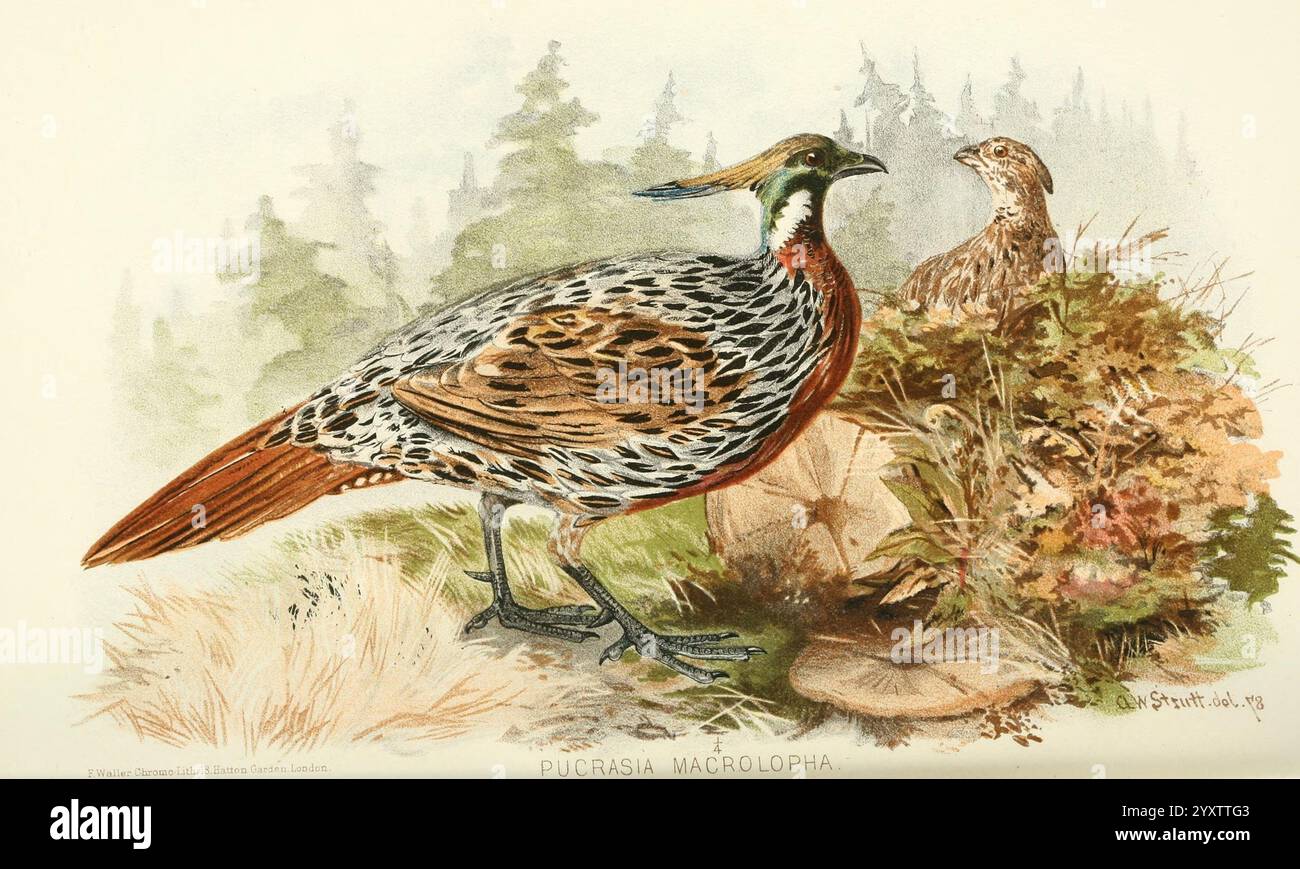 Indiano, sportivo, uccelli, Londra, Francis Edwards, 1915, uccelli, selvaggina e selvaggina da penna, India, l'illustrazione presenta una suggestiva raffigurazione di un uccello maschio e femmina della famiglia delle percaie. Il maschio è mostrato di profilo, mostrando il suo pennacchio dai motivi intricati caratterizzato da ricchi marroni, verdi e note di bianco. Le sue caratteristiche piume di coda allungate si aprono con grazia dietro di essa, mentre una vivace tonalità di colore adorna la gola. Sullo sfondo, la femmina è parzialmente visibile, mimetizzata contro un nido che si fonde nella vegetazione circostante. Questo ambiente naturale e sereno include Foto Stock