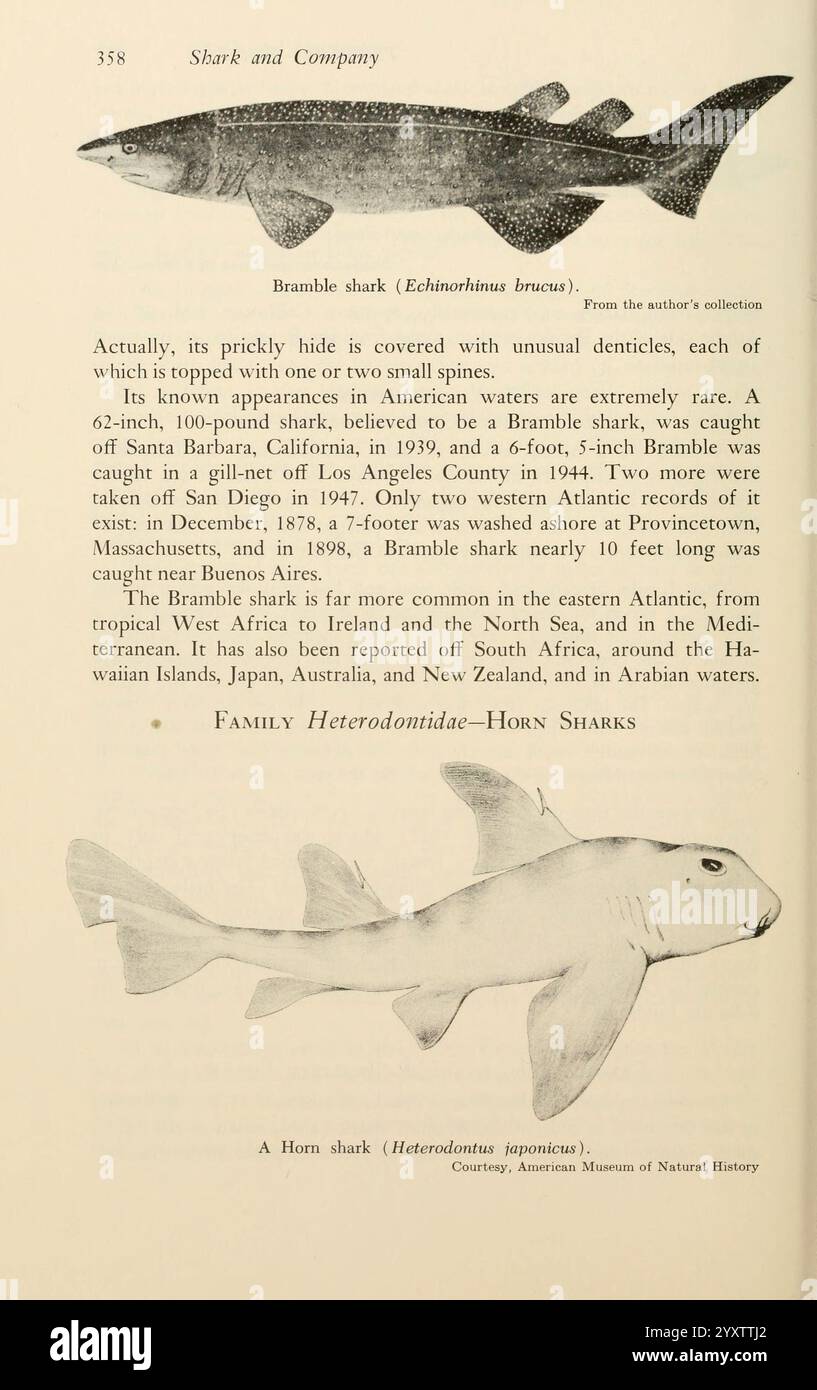 Shadows in the Sea Philadelphia Chilton Books 1963 SHARK Woods Hole Chondrichthyes squalo corno squalo bramble Echinorhinus brucus Heterodontus francisci, il contenuto parla dello squalo Bramble (Echinorhinus brucei), evidenziando le sue caratteristiche fisiche uniche come la sua pelle pungente ricoperta di insoliti denticoli. Si osserva che gli esemplari adulti possono crescere fino a 67 cm di lunghezza, con riferimenti specifici a un individuo notevole da 6 piedi a 6 pollici catturato in California nel 1944. Il testo include anche una menzione storica di una cattura notevole nel dicembre 1878, dove è stato scoperto un esemplare di 7 piedi Foto Stock