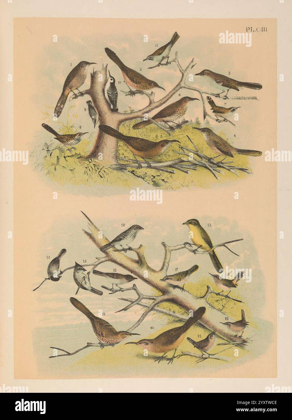 The Birds of North America New York, 1903, Birds, North America, opere pittoriche, toxostoma crissale, crissal thrasher, toxostoma bendirei, bendire thrasher, mimus polyglottos, northern mockingbird, toxostoma palmeri, palmer's thrasher, toxostoma cinereum, grey thrasher, thryomanes bewickii, bewick's wren, campylorhynchus brunneicapillus, cactus wren, purus, sitta pygmaea, pigmeo nuthatch, sitta carolinensis, petto bianco, a becchi sottili, vireo altiloquus, vireo frustato nero, melospiza melodia, passero canoro, guttata, icteria virens, chiacchierate dal petto giallo, coda lunga, caviglia atr Foto Stock