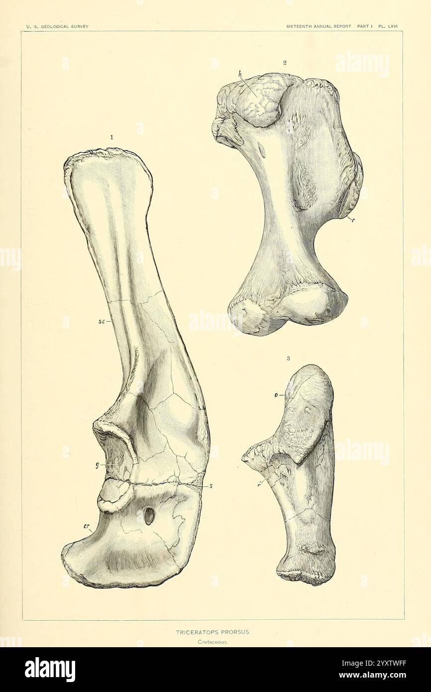 I dinosauri del Nord America, Washington, Govt. Print, 1896, dinosauri, triceratops, prorsus, questa illustrazione mostra le ossa fossilizzate di un triceratopo, evidenziando tre viste distinte: una prospettiva frontale del femore, una vista laterale con annotazioni dettagliate e una rappresentazione più anatomica delle ossa. Ogni osso è meticolosamente realizzato, mostrando le sue strutture e texture uniche. L'etichettatura fornisce informazioni sulle varie parti dello scheletro, contribuendo alla comprensione dell'anatomia e del significato evolutivo di questo iconico dinosauro. La composizione complessiva Foto Stock