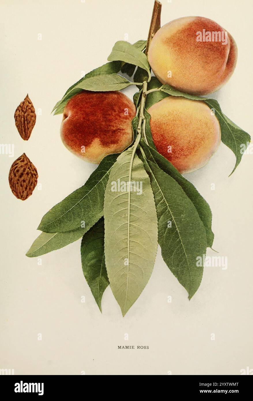 Le pesche di New York, Albany, J. B. Lyon Company, Stampanti, 1917, Andrew Jackson, Un gruppo di pesche mature mostrano la loro pelle morbida e vellutata in calde tonalità di giallo e blush. Le pesche sono annidate tra foglie verdi vibranti che ne accentuano la freschezza. Ad accompagnare questo abbondante raggruppamento ci sono tre pozzi di pesca, mostrati lateralmente, che evidenziano il nucleo interno del frutto. La composizione celebra la bellezza della generosità della natura, concentrandosi sulle consistenze e sui colori che danno vita a questi frutti lussureggianti. Una delicata iscrizione sotto le pesche aggiunge un tocco artistico, enfatizzando il suo aspetto Foto Stock