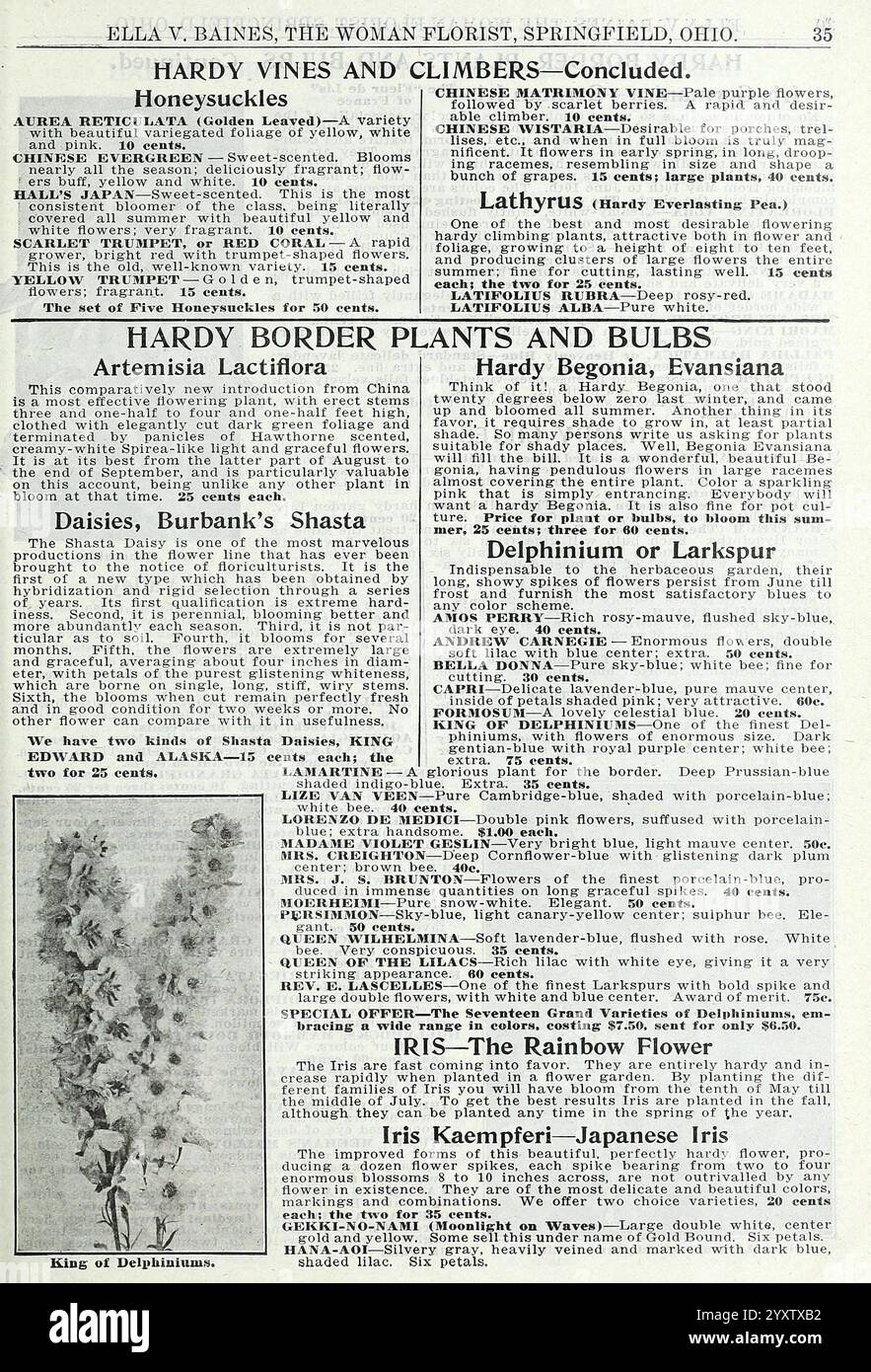 La meravigliosa nuova rosa Hoosier Beauty, Springfield, Ohio, Baines, [1918]. Fiori, rose, semi, cataloghi, piante ornamentali, bulbi, piante, cataloghi commerciali, industria e commercio di sementi, storie da giardino, in fiore, la pagina contiene una pubblicità vintage per una varietà di piante e fiori, che mostra diverse specie, con i loro nomi e descrizioni. In cima, mette in evidenza ''Hardy Vines e scalatori', menzionando specificamente le capriole. Qui di seguito, elabora le "piante e bulbi di confine Hardy", con una chiara attenzione su diversi esempi come Artemisias, Daisies (tra cui l'SH di Burbank Foto Stock