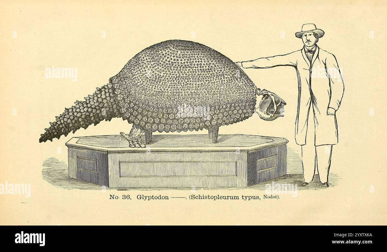 Catalogo dei calchi di fossili, Rochester, N. Y, Benton & Andrews, stampanti, 1866. , Fossili, Glyptodon clavipes, storie fossili, arte fantascientifica hist, un uomo con una tuta e un cappello a tegole si erge accanto a una grande creatura dall'aspetto preistorico conosciuta come Glyptodon, un tipo di mammifero simile a un armadillo dell'epoca Pleistocenica. Il Glyptodon è raffigurato con un massiccio guscio a cupola ricoperto da un modello di piastre sovrapposte, simile a un'armatura. L'uomo tiene in mano la testa della creatura, mostrando le caratteristiche distintive del suo cranio, tra cui un'ampia faccia piatta e grandi occhi arrotondati. L'ambiente suggerisce un Foto Stock