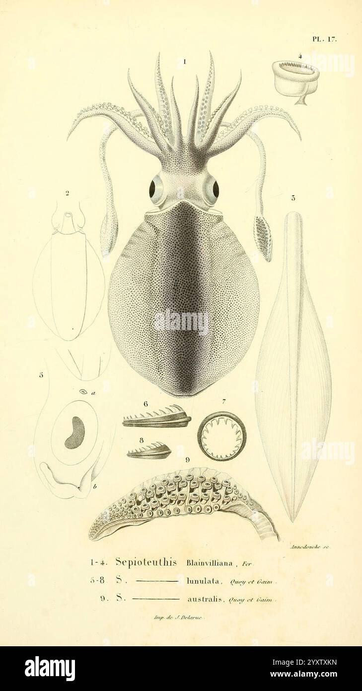 Molluschi vivants et fossiles, Atlas, Parigi, Gide et Cie, éditeurs, 1845, fossili, molluschi, cefalopoda, Una dettagliata illustrazione scientifica di un calamaro, identificato come Sepioteuthis, che mostra varie caratteristiche anatomiche. La figura centrale mostra la struttura del corpo del calamaro, tra cui il mantello allungato, la testa grande e i tentacoli prominenti. I disegni di accompagnamento evidenziano parti specifiche come la sacca d'inchiostro, il becco e la struttura delle alette, etichettate con numeri per maggiore chiarezza. Questa illustrazione serve come riferimento per gli studi di biologia marina, sottolineando la complessità dell'anatomia dei cefalopodi e la loro Foto Stock
