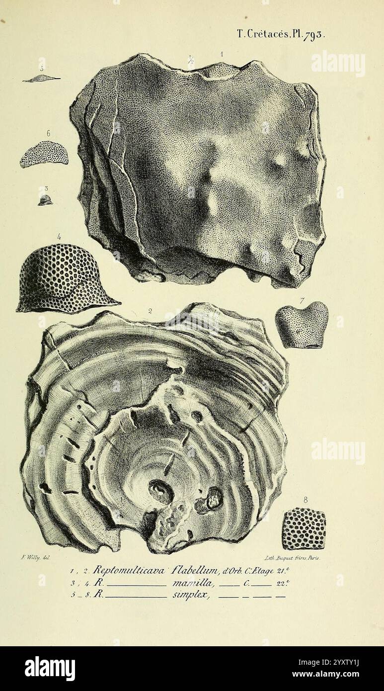 Paléontologie, francese, Parigi, Chez l'auteur, 1840-1894, Francia, Paleontologia, Giurassico, Terziario, Cretaceo, paleobotanica, molluschi, fossili, orchini marini, fossili, Fossil Stories, l'illustrazione presenta vari esemplari geologici che mostrano trame e motivi intricati. La sezione superiore evidenzia una rappresentazione dettagliata di una roccia o di un campione minerale, rivelando una superficie accidentata con diverse altezze e depressioni. Di seguito, una vista trasversale di un altro esemplare illustra la sua struttura stratificata, fornendo informazioni sui processi geologici che lo hanno formato. Ogni campione è numerato, s Foto Stock