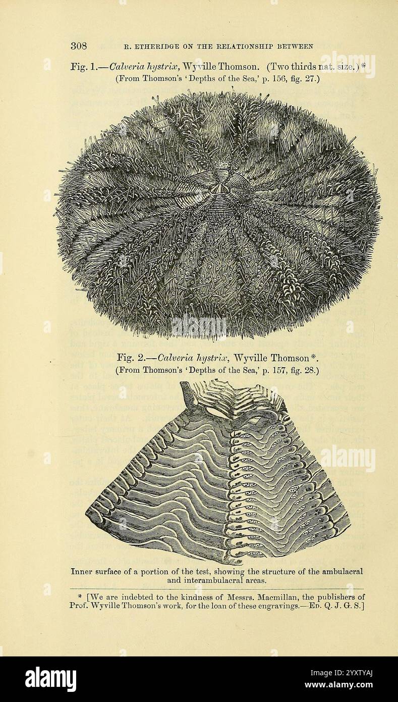 The Quarterly Journal of the Geological Society of London, v. 30 (1874), London, Geology, Periodicals, l'illustrazione presenta due immagini dettagliate dell'organismo marino Calceria bystris, come documentato da Wyllie Thomson. La prima figura fornisce una vista dall'alto verso il basso della forma arrotondata dell'organismo, mostrando la sua struttura superficiale intricata e stratificata. La seconda figura presenta una vista in sezione trasversale, evidenziando la superficie interna e la disposizione strutturale dell'ambito e dell'endoscheletro. Le annotazioni di accompagnamento fanno riferimento a misurazioni specifiche e capitoli tratti dalle "profondità" di Thomson Foto Stock