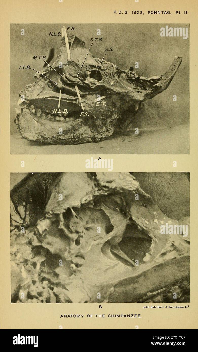 Proceedings of the Zoological Society of London, London, Academic Press Periodicals, Zoology, l'immagine presenta uno studio anatomico dettagliato del cranio di uno scimpanzé, diviso in due sezioni. La parte superiore è etichettata con varie caratteristiche anatomiche, come N.L.D. (disco laterale nasale), F.S. (sutura frontale) e E.T. (turbinato etmoide), che contribuiscono alla nostra comprensione della morfologia dei primati. La sezione inferiore raffigura una visione più ravvicinata della struttura interna, evidenziando le cavità intricate e i sistemi sinusali che caratterizzano il cranio dello scimpanzé. Questa illustrazione funge da Foto Stock