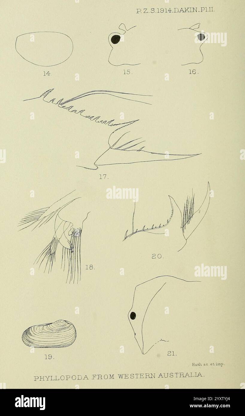 Proceedings of the Zoological Society of London London, Academic Press Periodicals, Zoology., Una serie di illustrazioni dettagliate che mostrano varie caratteristiche anatomiche di Phyllopoda dall'Australia occidentale. Le immagini evidenziano parti distinte, tra cui sottili strutture simili a capelli, superfici lisce e ruvide e varie appendici, fornendo informazioni sulla morfologia di questi piccoli crostacei. Ogni illustrazione etichettata offre una prospettiva unica sulle caratteristiche che definiscono questo gruppo, contribuendo alla comprensione della loro diversità biologica e del loro significato ecologico. Foto Stock