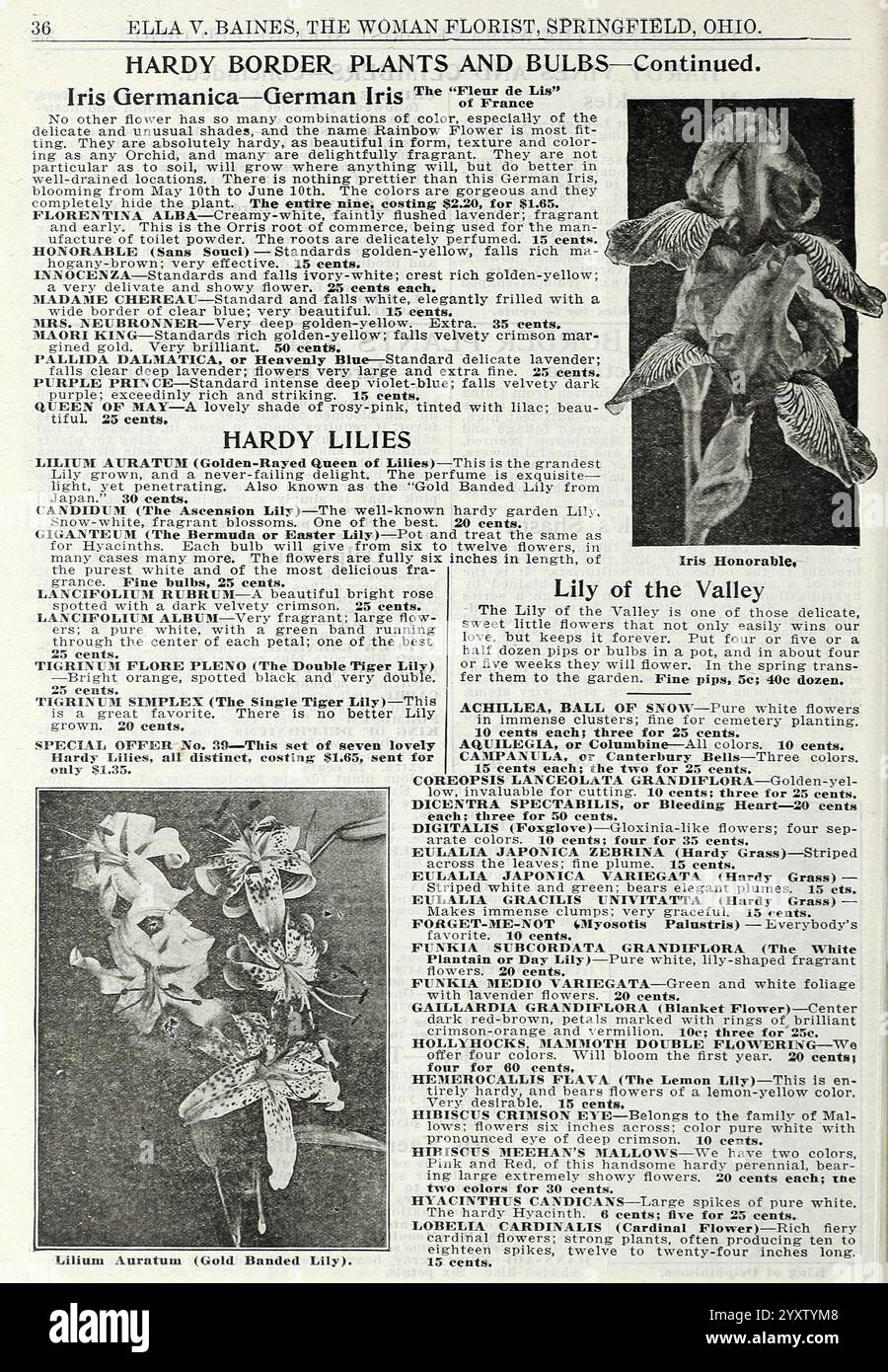 La meravigliosa nuova rosa Hoosier Beauty, Springfield, Ohio, Baines, [1918]. Fiori, rose, semi, cataloghi, piante ornamentali, bulbi, piante, cataloghi commerciali, industria e commercio dei semi, storie di giardini, in fiore, la pagina contiene una guida botanica che mette in evidenza piante e bulbi resistenti al confine, con particolare attenzione ai vari tipi di Iris e gigli. Sul lato sinistro, un'illustrazione raffigura il Lily Auratum, comunemente noto come il Giglio con bande d'oro, che mostra le sue eleganti e suggestive fioriture. Accanto ad essa, un'illustrazione dell'Iris tedesca presenta i suoi vivaci petali e le sue caratteristiche intricate. L'accompagnamento Foto Stock
