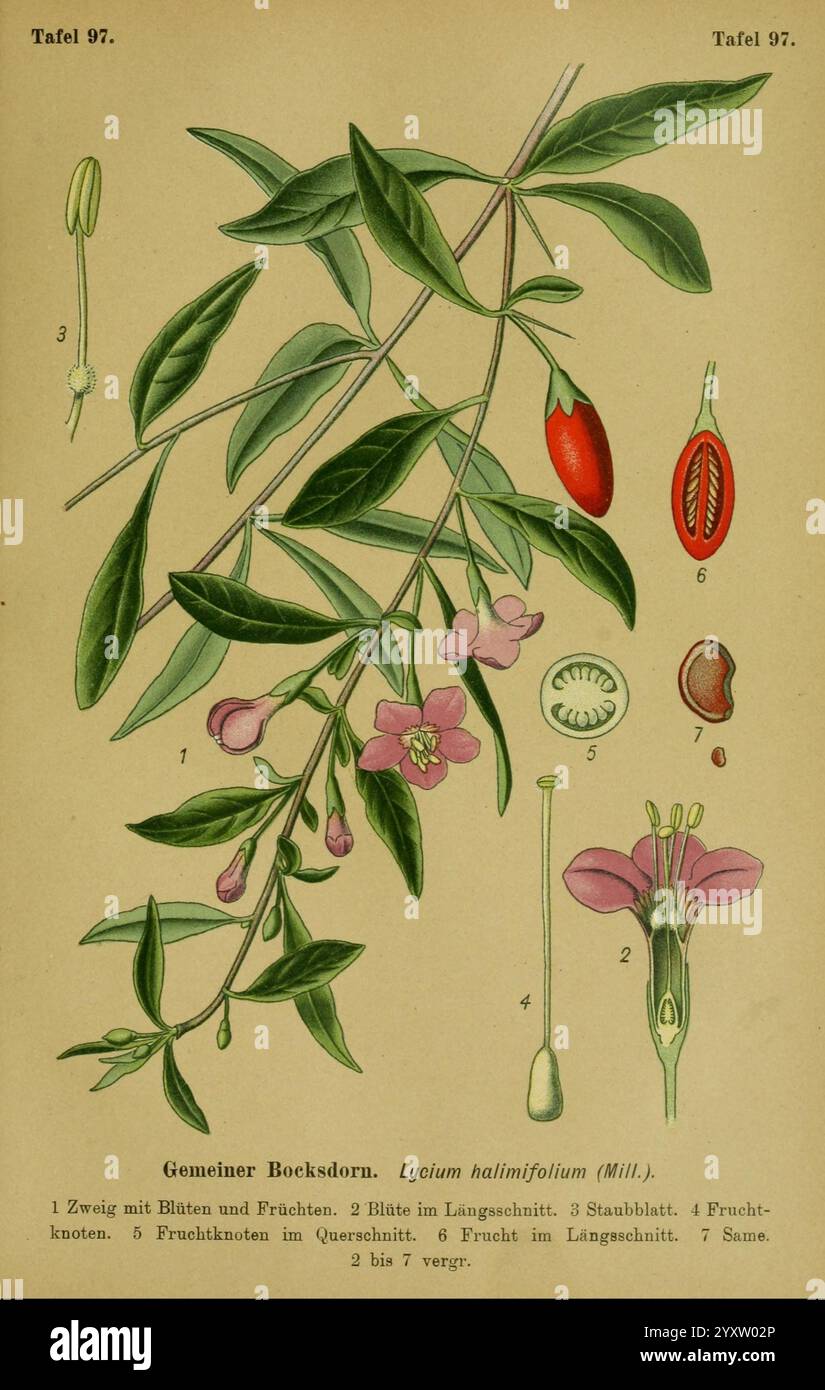 Die Giftpflanzen Deutschlands, Braunschweig, F. Vieweg, 1910, Germania, piante velenose, l'illustrazione presenta uno studio botanico dettagliato del Lycium halimifolium, comunemente noto come il boxthorn comune. Mostra lo stelo della pianta con foglie e fiori, mostrando la disposizione e la struttura di ciascun elemento. Ad accompagnare l'immagine centrale sono presenti sezioni etichettate che evidenziano le varie parti della pianta, compresi fiori, frutti e semi in modo chiaro e educativo. Il diagramma enfatizza le caratteristiche e le caratteristiche riproduttive della specie, favorendo l'identif Foto Stock