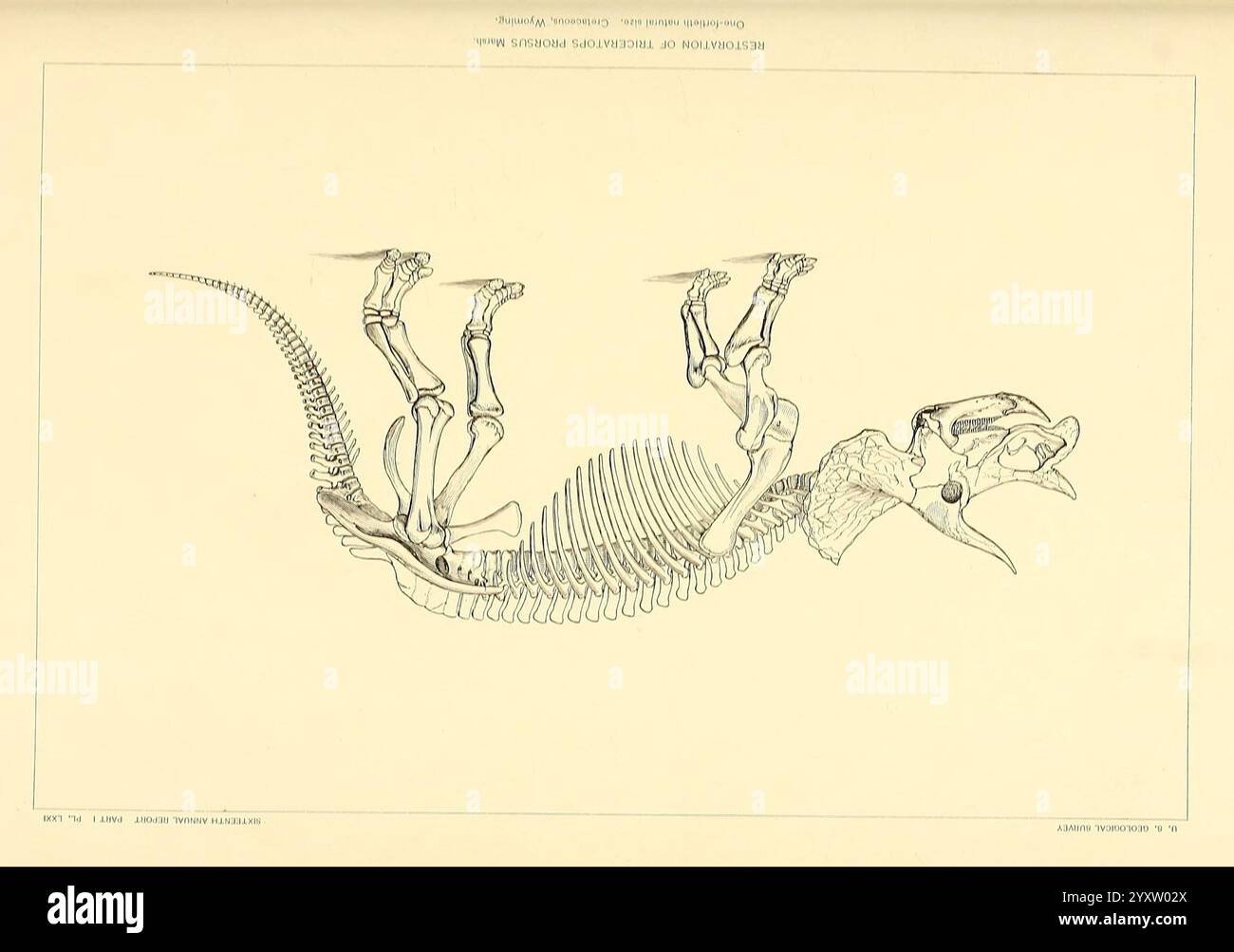 I dinosauri del Nord America, Washington, Govt. Stampa, 1896. Dinosauri, triceratops, prorsus, Un'illustrazione anatomica dettagliata raffigurante la struttura scheletrica di un dinosauro, evidenziando in particolare l'intricata disposizione delle ossa tra cui il cranio, le vertebre, le costole, gli arti e la struttura pelvica. Il disegno mostra le caratteristiche uniche di questa creatura preistorica, enfatizzando la sua struttura robusta e gli adattamenti scheletrici distintivi. Etichette chiare identificano varie ossa e articolazioni, fornendo una visione educativa dell'anatomia di questa antica specie, che è probabilmente un teropode dato Foto Stock