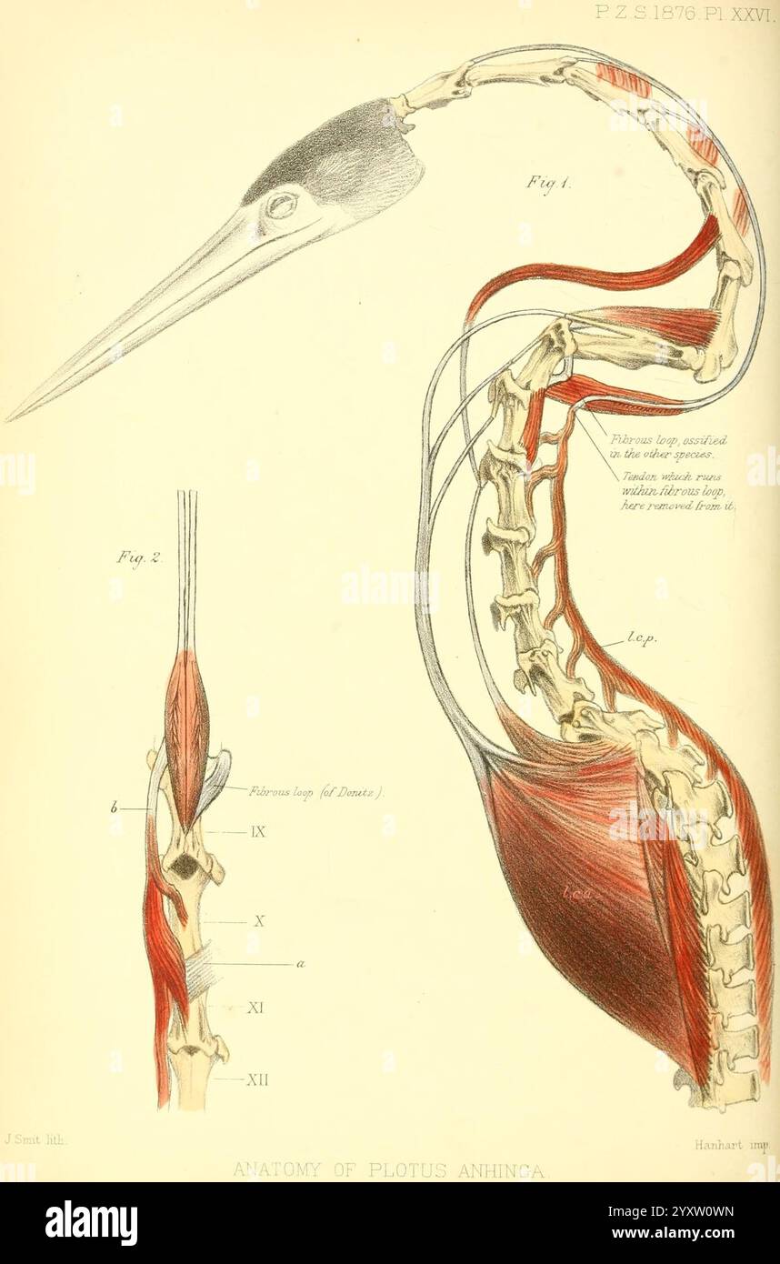 Proceedings of the Zoological Society of London, London, Academic Press Periodicals, Zoology, Birds, anatomia degli uccelli, Plotus anhinga., questa illustrazione presenta uno studio anatomico dettagliato di un uccello, incentrato sulle strutture scheletriche e muscolari. Il design presenta una vista laterale del profilo, che mette in evidenza il collo allungato e il becco tipici di alcune specie di uccelli. Le sezioni etichettate indicano vari muscoli e ossa, offrendo una panoramica dell'anatomia dell'uccello. Le etichette sono numerate sistematicamente, fornendo un punto di riferimento chiaro per lo studio. Questa opera d'arte funge da risorsa educativa, illustrat Foto Stock