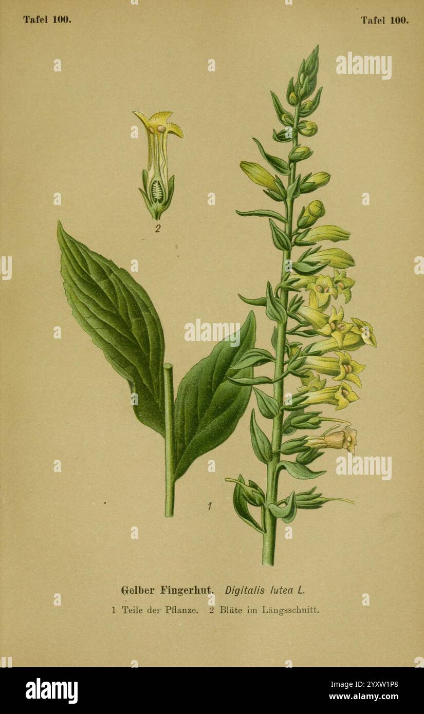 Die Giftpflanzen Deutschlands, Braunschweig, F. Vieweg, 1910, germania, piante velenose., questa illustrazione presenta uno studio dettagliato della pianta digitalis lutea, comunemente nota come Foxglove giallo. Sulla sinistra è raffigurato un solo fiore, che mostra la sua struttura a campana e le sue delicate caratteristiche. A destra, l'intera pianta è illustrata da foglie verdi allungate e da un alto picco riempito di più fiori gialli, evidenziando la caratteristica disposizione floreale della pianta. Lo sfondo è minimo, sottolineando gli intricati dettagli delle foglie e dei fiori, che dimostrano il bo Foto Stock