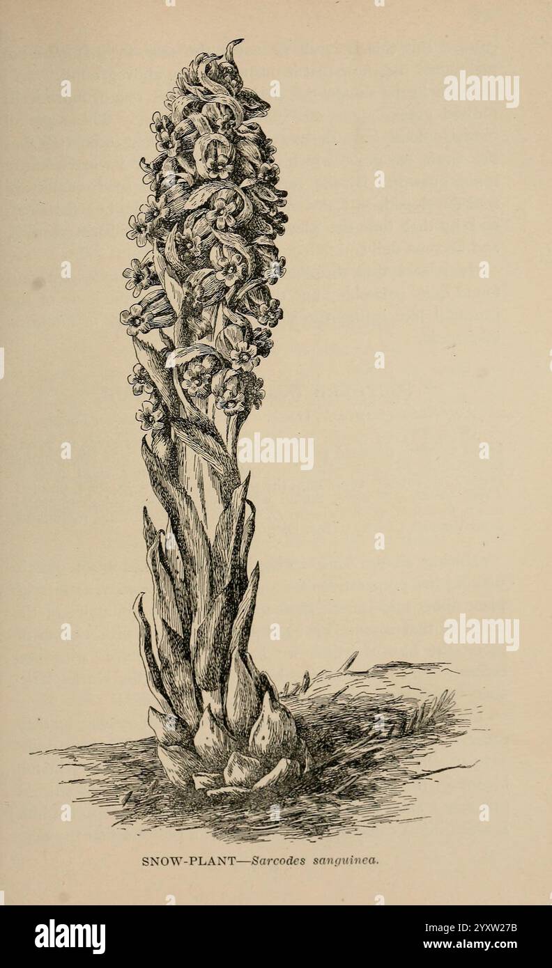 The, Wild, Flowers, of, California, San, Francisco, Payot, Upham e, Company, 1902, California, Wildflowers, Sarcodes, sanguinea, l'illustrazione raffigura una pianta alta e allungata conosciuta come la pianta delle nevi, scientificamente classificata come Sarcodes sanguinea. Caratterizzata dal suo aspetto vibrante, la pianta presenta una serie di fiori tubulari molto ricchi che incorniciano uno stelo denso e carnoso. Le lamelle vengono ridotte a strutture simili a quelle in scala, contribuendo alla sua forma unica. Questa pianta tipicamente emerge dal suolo in primavera, spesso vista nelle foreste di conifere, ed è riconosciuta per il suo rosso brillante Foto Stock