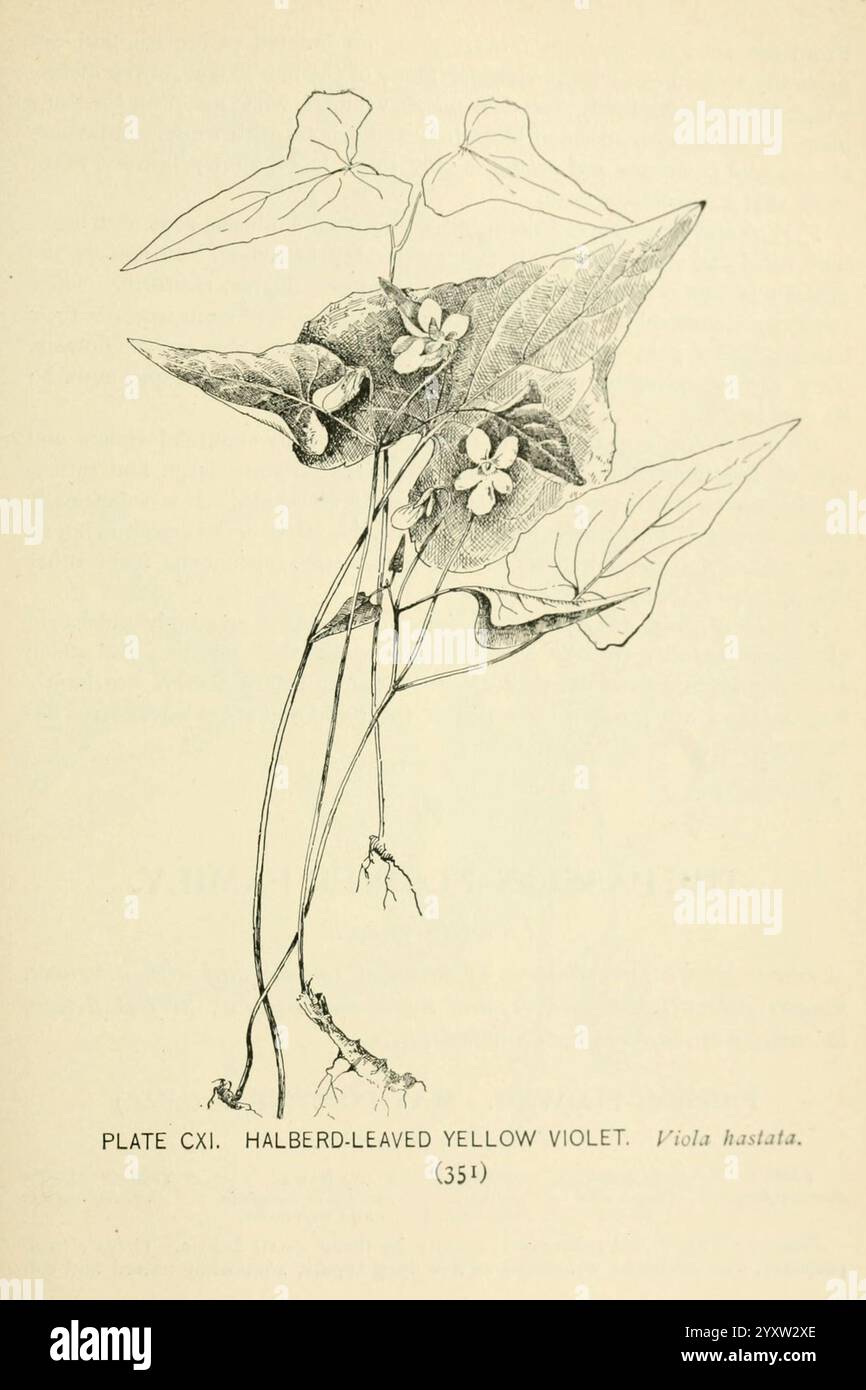 Fiori e alberi selvatici del sud, New York, Stokes [1901], botanica, fiori, stati del Sud, alberi, donne nella scienza, Marian Ellis Ryan Rowan, l'illustrazione raffigura la Viola gialla dalla foglia di Halberd, scientificamente conosciuta come Viola hastata. La pianta è raffigurata con distinte foglie allungate a forma di alabarde, sedute in modo prominente accanto a delicati fiori gialli. La composizione enfatizza le caratteristiche uniche delle foglie e dei fiori, evidenziando la delicata struttura della pianta e la bellezza naturale. Il testo di accompagnamento identifica il campione con un numero di piastra etichettato, che contribuisce Foto Stock