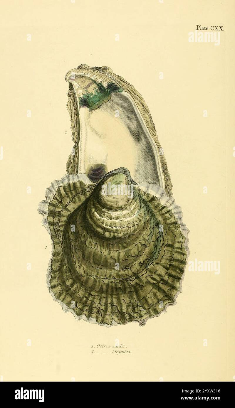 Conchologia systematica, o sistema completo di Conchology London, Longman, Brown, Green and Longmans, 1841-1842. Molluschi, conchiglie, un campione di ostriche illustrato in modo complesso, che mostra la sua struttura a conchiglia unica. L'illustrazione include rappresentazioni dettagliate di vari elementi dell'ostrica, come lo strato testurizzato esterno e la superficie interna liscia. Ad accompagnare l'immagine ci sono etichette tipizzate che identificano le specie di ostriche e la rappresentazione artistica cattura le delicate caratteristiche e la bellezza naturale di questa creatura marina. Questo lavoro esemplifica l'intersezione tra arte e scienza in t Foto Stock