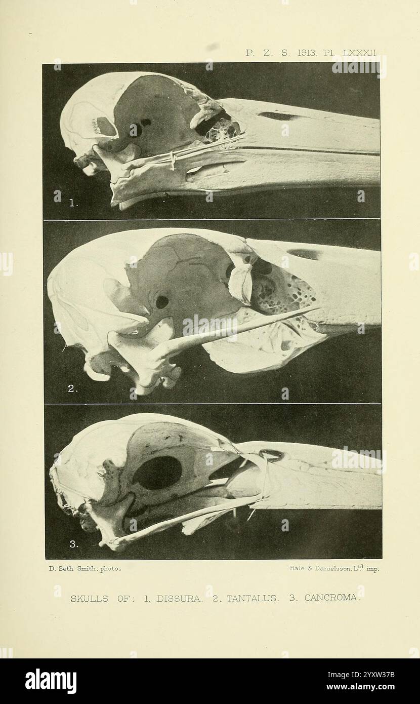 Proceedings of the Zoological Society of London, London, Academic Press Periodicals, Zoology, Birds, l'illustrazione mostra tre raffigurazioni dettagliate di crani di diverse specie. Foto Stock