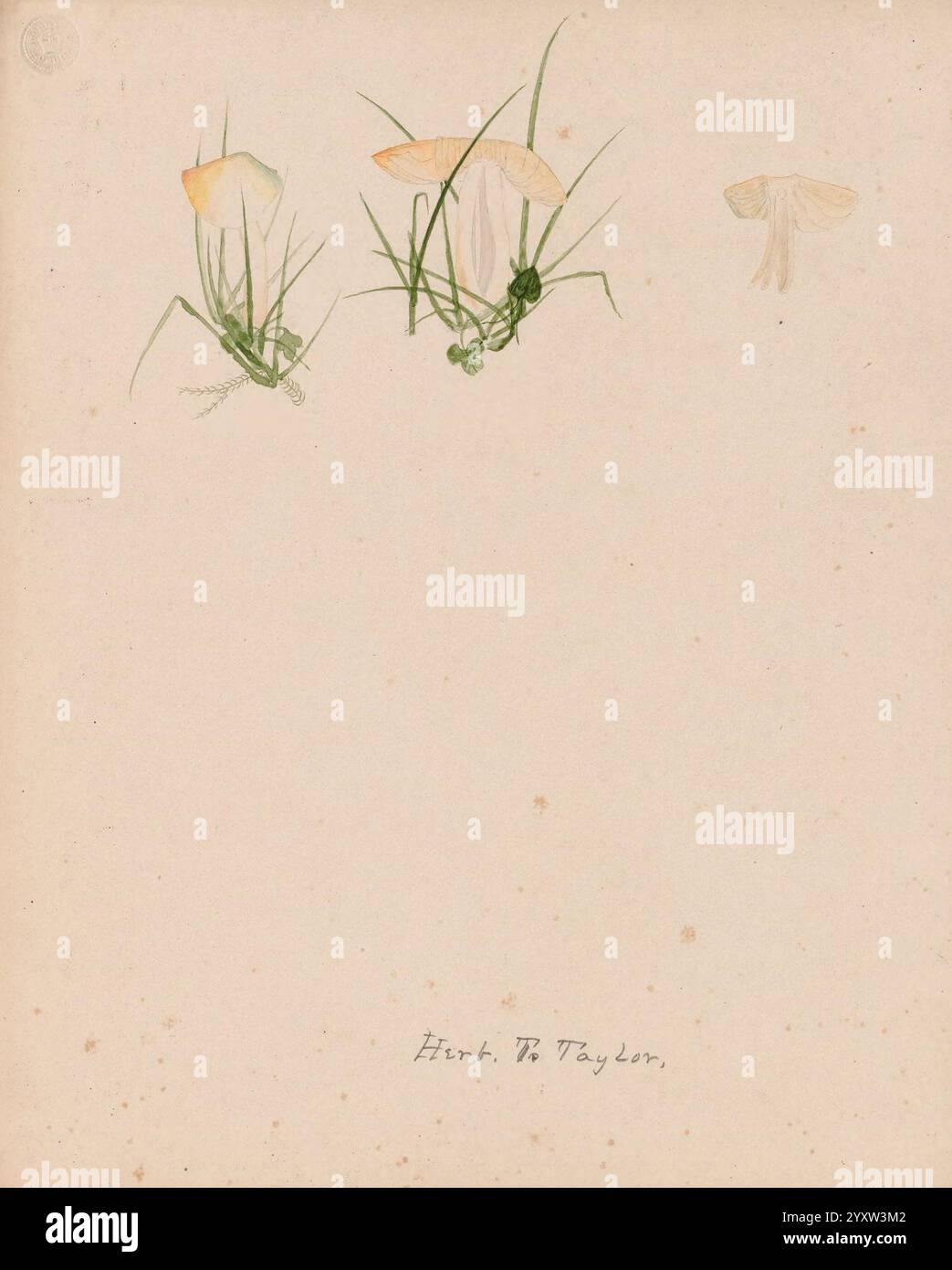 Disegni di funghi, non prima del 1839, funghi, opere pittoriche, Una delicata illustrazione botanica mostra tre funghi raffigurati in varie fasi di crescita. Ogni fungo presenta cappucci pallidi e quasi traslucidi che si fondono delicatamente con le sfumature luminose circostanti. Gli steli slanciati si sollevano aggraziatamente da un'area sparsa di erba verde, con alcune lame d'erba che oscillano dolcemente accanto a loro. Lo sfondo è un tono neutro e silenzioso che consente alle forme naturali e ai colori tenui dei funghi e dell'erba di distinguersi. Il nome dell'artista, ''Hirth W. Taylor, ' è elegantemente inciso in basso, aggiungendo Foto Stock