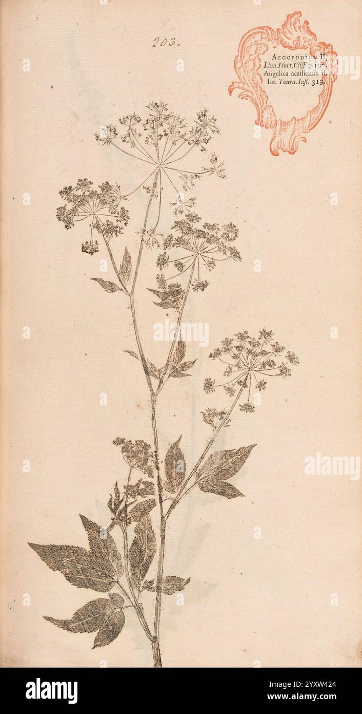 Flora Berolinensis Berlin Die Schule 1757-1758 botanica di Berlino Germania la natura stampa opere pittoriche piante esemplari, Un'illustrazione botanica che mostra una delicata pianta fiorita con steli sottili e piccoli ammassi di fiori. Le foglie sono larghe e lobate, contribuendo al design complesso dell'impianto. In alto a destra, un sigillo rosso ornato aggiunge un tocco di eleganza, indicando la possibile provenienza o classificazione del campione. Il numero di accompagnamento, 203, suggerisce che questo può far parte di una più ampia collezione o catalogo dedicato allo studio della flora. La composizione riflette bo Foto Stock