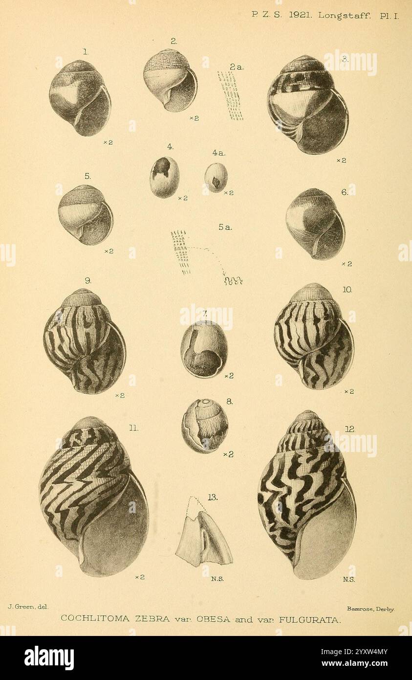 Proceedings of the Zoological Society of London London Academic Press periodici zoologia conchiglie, l'illustrazione mostra una varietà di conchiglie, che rappresentano principalmente la specie Coclitoma zebra e le sue varianti. Le conchiglie sono minuziosamente dettagliate, evidenziandone forme, motivi e trame unici. A ciascuna shell viene assegnato un numero per l'identificazione, con annotazioni che forniscono informazioni sulle relative classificazioni. Il design enfatizza l'intricata arte naturale di questi molluschi, illustrando sia la diversità che la bellezza che si trovano nella vita marina. La variazione dei contrassegni e di Foto Stock