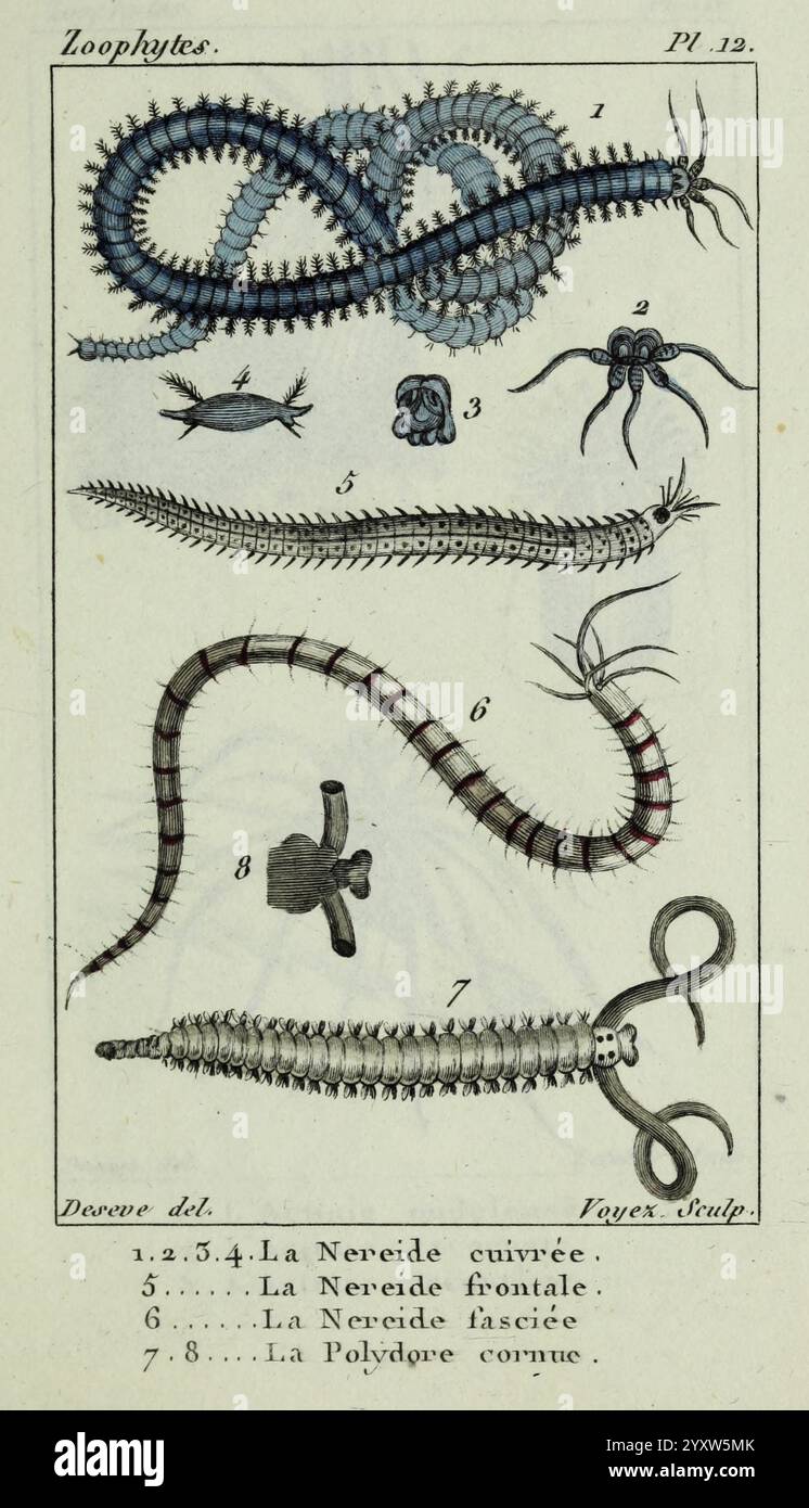 Atlas, des, zoofiti, Parigi, Roret, libraire, rue, Hautefeuille, au, moneta, de, celle, du, battoir, Annelida, atlanti, Cnidaria, Echinodermata, anguille, elminti, vermi, annessi, questa illustrazione mostra diversi organismi marini, in particolare varie specie di Nereidi e Policheti. Le sezioni numerate evidenziano le caratteristiche uniche di ciascun campione, mostrando forme e forme distinte. La sezione più in alto raffigura una creatura lunga e segmentata simile a un verme con setole multiple, progettata per la locomozione. Sotto di esso, altri due esempi di Nereidi mostrano variazioni nello struc corporeo Foto Stock