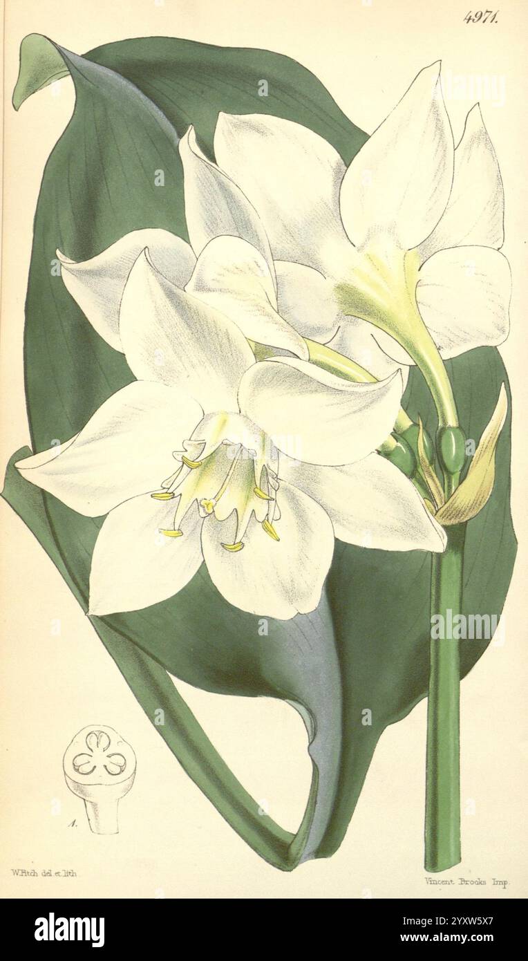 Curtis's Botanical Magazine Londra New York ecc.. Illustrazione botanica periodici botanici opere pittoriche piante ornamentali Curtis, Una rappresentazione splendidamente illustrata di una pianta in fiore caratterizzata da grandi e delicati fiori bianchi con intricati stami con punta gialla. I fiori sono esposti su uno sfondo di lussureggiante e verde vegetale, evidenziando la loro eleganza e bellezza naturale. Il rendering dettagliato cattura le forme e le texture uniche dei petali e delle foglie, sottolineando la grazia della pianta. È incluso anche un piccolo emblema botanico, che aggiunge un tocco artistico al composit Foto Stock