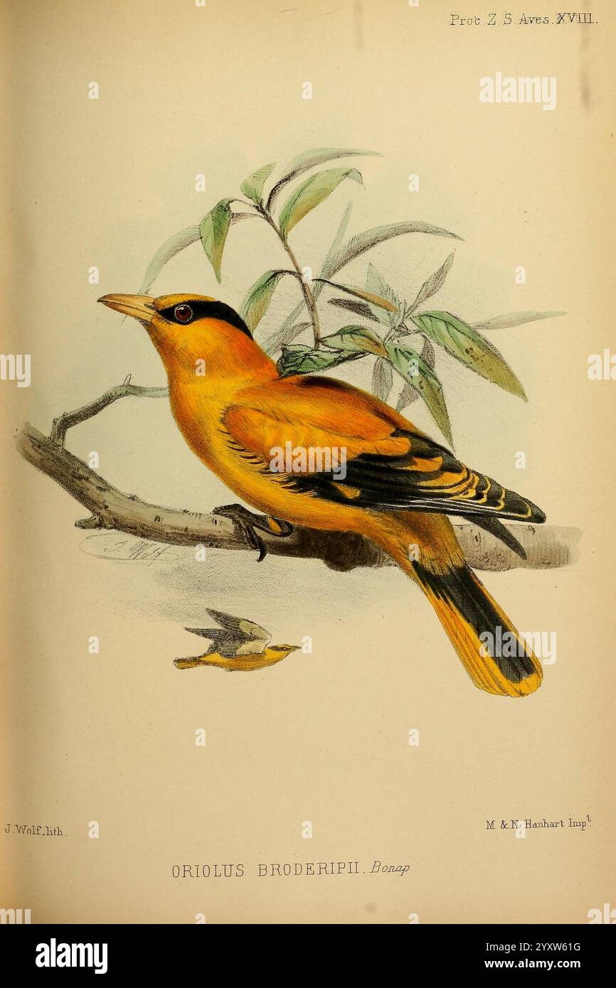 Proceedings of the Zoological Society of London, London, Academic Press Periodicals, zoologia, museo di zoologia comparata, Un oriole coloratissimo arroccato su un ramo, che mostra il suo sorprendente piumaggio arancione e nero. L'uccello mostra una distintiva toppa gialla sul viso e sulla gola, con eleganti contrassegni delle ali che riprendono i suoi colori vivaci. Intorno all'oriole ci sono foglie delicate che aggiungono un'atmosfera naturale alla scena. Sotto, un uccello più piccolo è sottilmente raffigurato, suggerendo un senso di cameratismo nell'habitat. La composizione cattura la bellezza ornitologica della specie, highlightin Foto Stock