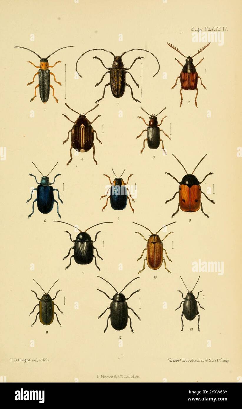 Coleoptera delle Isole britanniche, Londra, L. Reeve & Co, 1887-1913 coleotteri British Isles entomology Coleoptera Ecknight Oberea oculata Monohammus sutor Bruchus pectinicornis Callosobruchus chinensis Bruchus affinis Bruchus rufimanus Orsodacne cerasi Lema erichsoni Oulema erichsoni Gynandrophthalma affinis A. Foto Stock