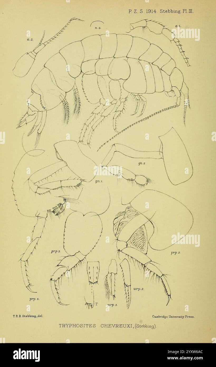 Proceedings of the Zoological Society of London, London, Academic Press,1833-1965, Dierkunde, periodici, zoologia., un'illustrazione raffigurante le caratteristiche anatomiche di Tryposites chevreuix, che mostra vari aspetti della sua morfologia. Il diagramma evidenzia parti distinte tra cui antenne, gambe e cefalotorace. Ogni sezione etichettata fornisce informazioni sui dettagli strutturali della creatura, contribuendo alla comprensione della sua classificazione e delle sue caratteristiche biologiche. L'attento lavoro di linea enfatizza il design intricato e la complessità di questa specie, tipica della scienza Foto Stock