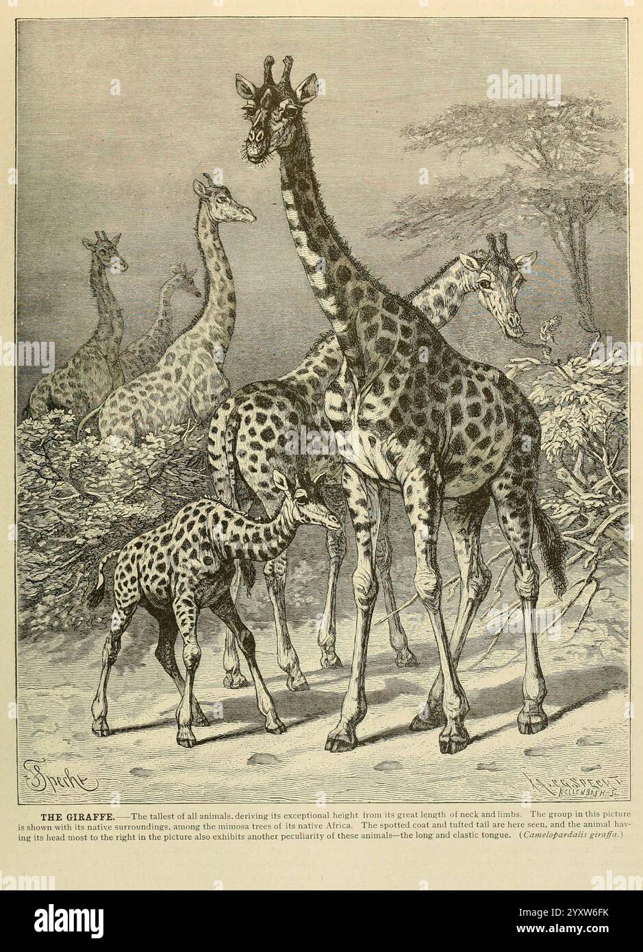 Brehm's Life of Animals, volume 1, Mammalia Chicago, Marquis, 1895. Giraffa, mammiferi, comportamento animale Giraffa camelopardalis, giraffe, Un gruppo di giraffe si erge tra il fogliame, mostrando i loro caratteristici colli lunghi e cappotti a motivi geometrici. In primo piano, una giovane giraffa si inclina curiosamente verso l'ambiente circostante, mentre gli adulti più alti mostrano una statura aggraziata. La scena cattura il comportamento gentile e sociale di questi maestosi animali nel loro habitat naturale. La vegetazione lussureggiante offre uno sfondo, enfatizzando l'armoniosa relazione tra le giraffe e il loro ambiente. Questa illustrazione Foto Stock