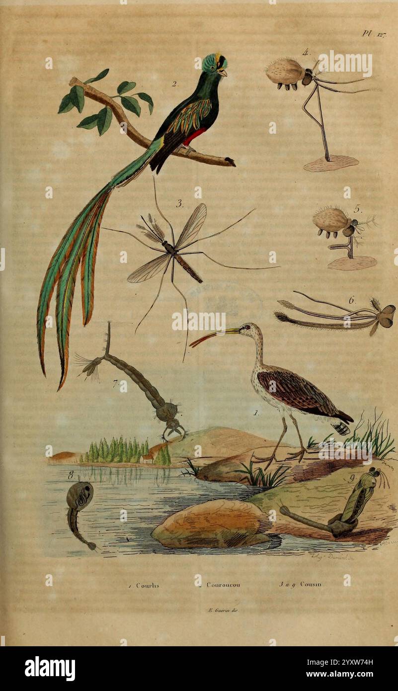 Dictionnaire pittoresque d'histoire naturelle et des phénomènes de la nature, Parigi, 1833-[1840]., un'illustrazione che mostra una varietà di specie del mondo naturale. In alto a sinistra, un uccello vibrante con un elaborato piumaggio e lunghe piume della coda poggia su un ramo, etichettato come 1. Sotto di questo, sono raffigurati vari insetti, tra cui una libellula e una zanzara, che dimostrano intricati dettagli della loro anatomia. A destra, un uccello da guado si trova sul bordo dell'acqua, con le sue gambe allungate e il becco adatto per il foraggiamento. La scena presenta anche elementi acquatici, tra cui una rana e dettagli del Foto Stock