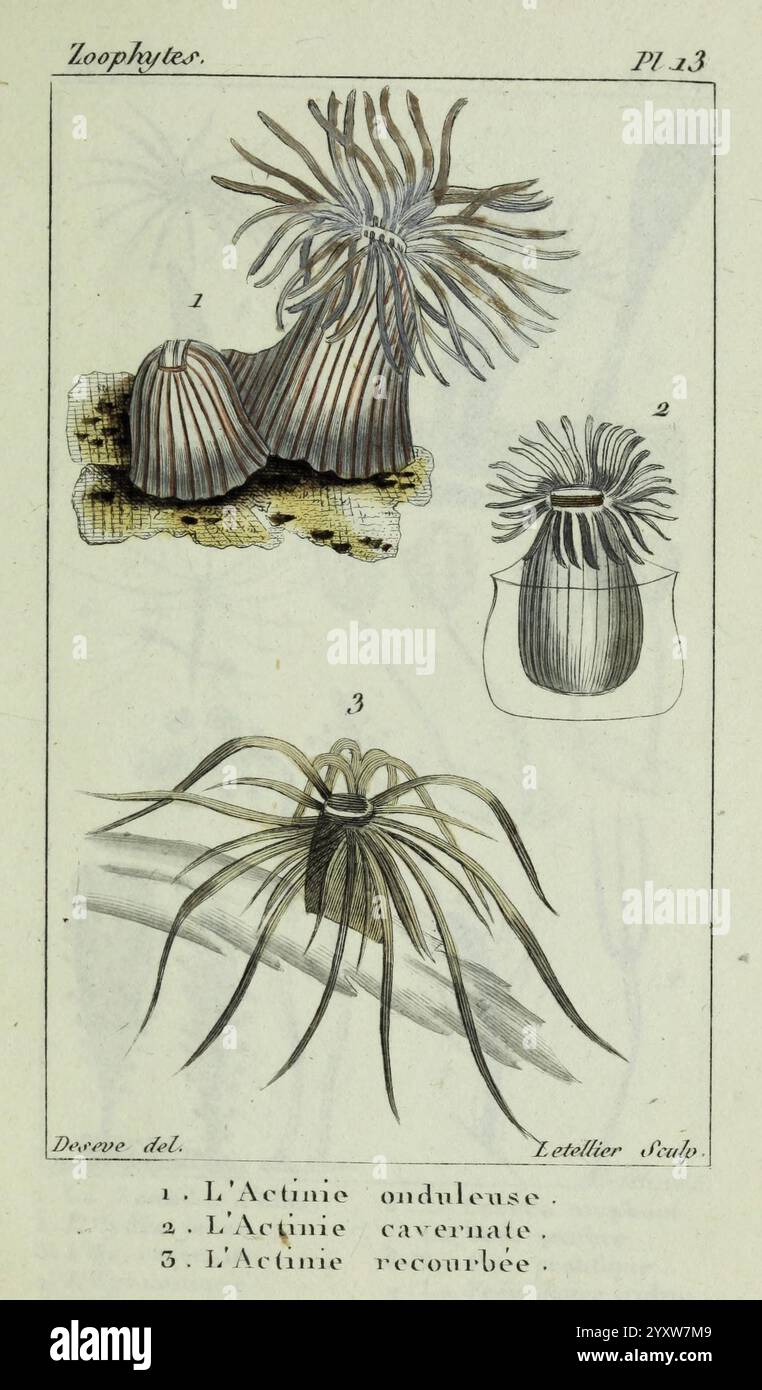 Atlas des zoophytes, Parigi, Roret, libraire rue Hautefeuille, au coin de celle du battoir, annelida, atlanti, cnidaria, echinodermata, anguille, elminti, vermi, annessi, raffigurati sono una serie di tre illustrazioni di anemoni marini, comunemente noti come actinia, classificati con il termine ''Zoofiti''. Ogni esemplare presenta caratteristiche distinte Foto Stock