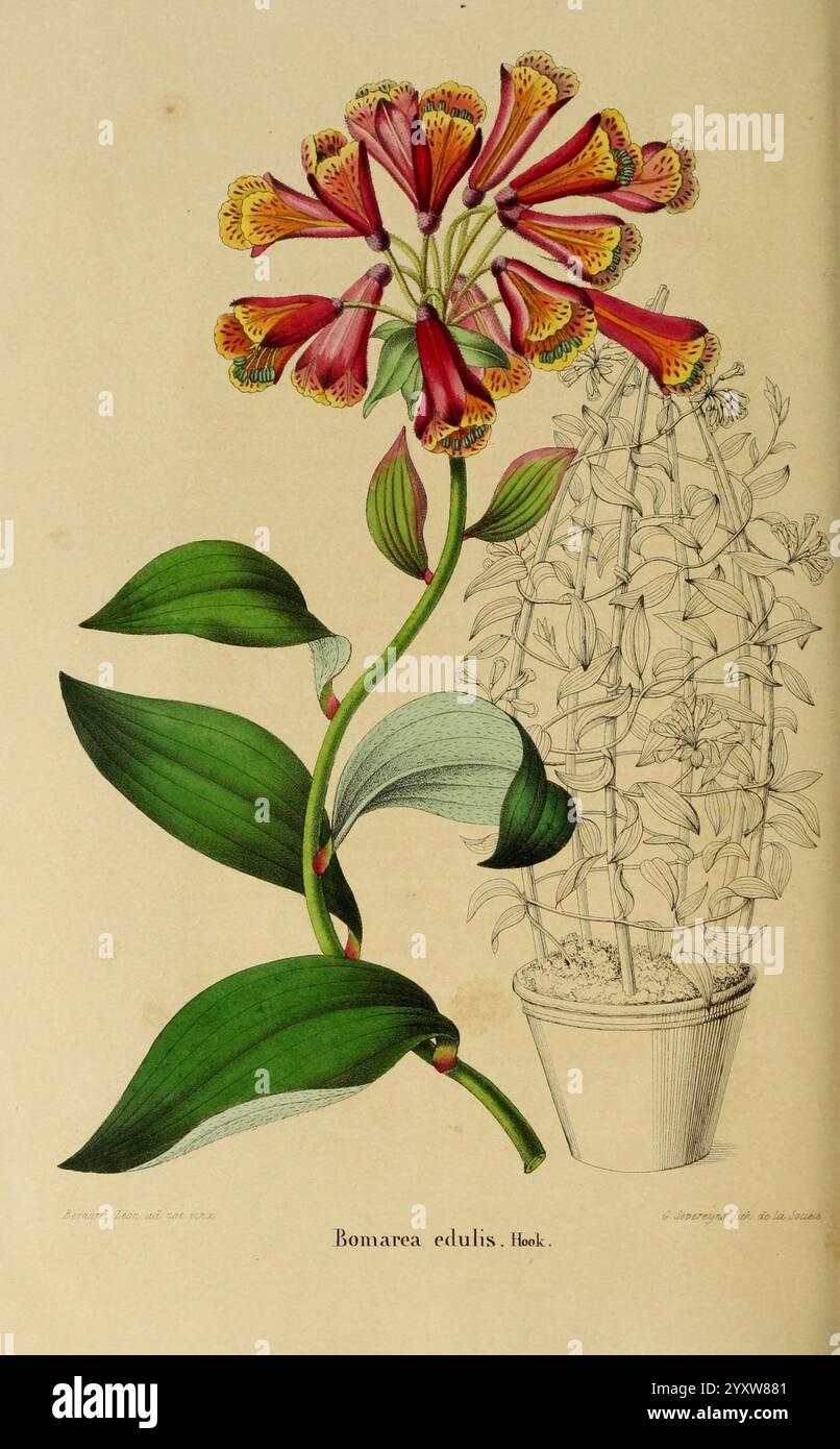 Annales de la Société royale d'agriculture et de botanique de Gand, Gand, Société royale d'agriculture et de botanique, 1845-1849, botanica, orticoltura, società, fiori, Bomarea edulis, l'illustrazione presenta una vibrante rappresentazione del fiore Bonavista, scientificamente conosciuto come Bonarea edulis. Gli accattivanti fiori, caratterizzati dai loro suggestivi petali rossi e gialli adornati da delicati motivi, emergono da un robusto stelo verde. Foglie verdi rigogliose cullano la base, mostrando una texture ricca che esalta la bellezza generale. Sullo sfondo, un profilo più discreto dell'impianto Foto Stock